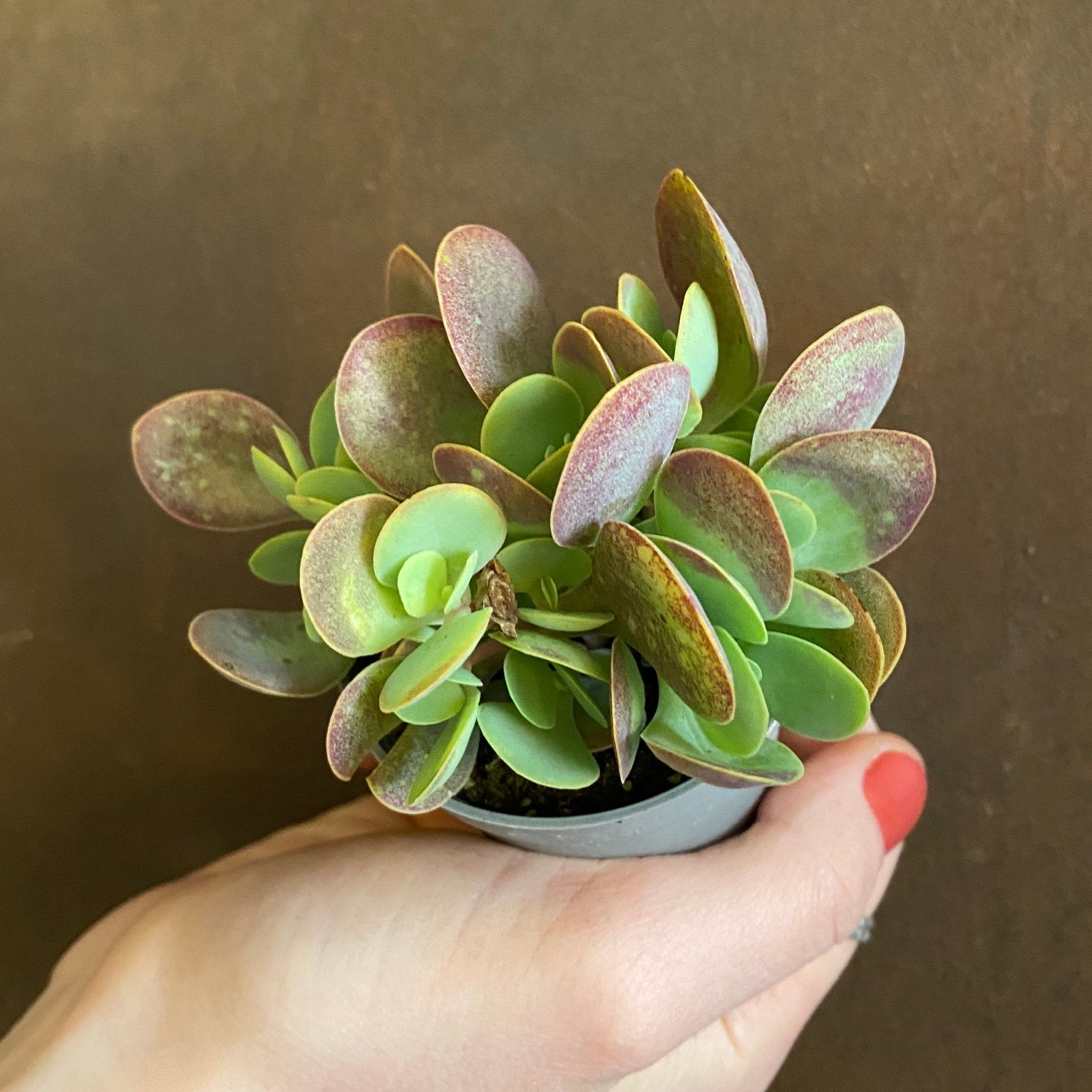 Kalanchoe rotundifolia - grow urban. UK