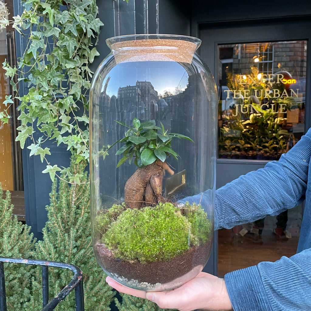bonsai tree edinburgh Large Bonsai Terrarium