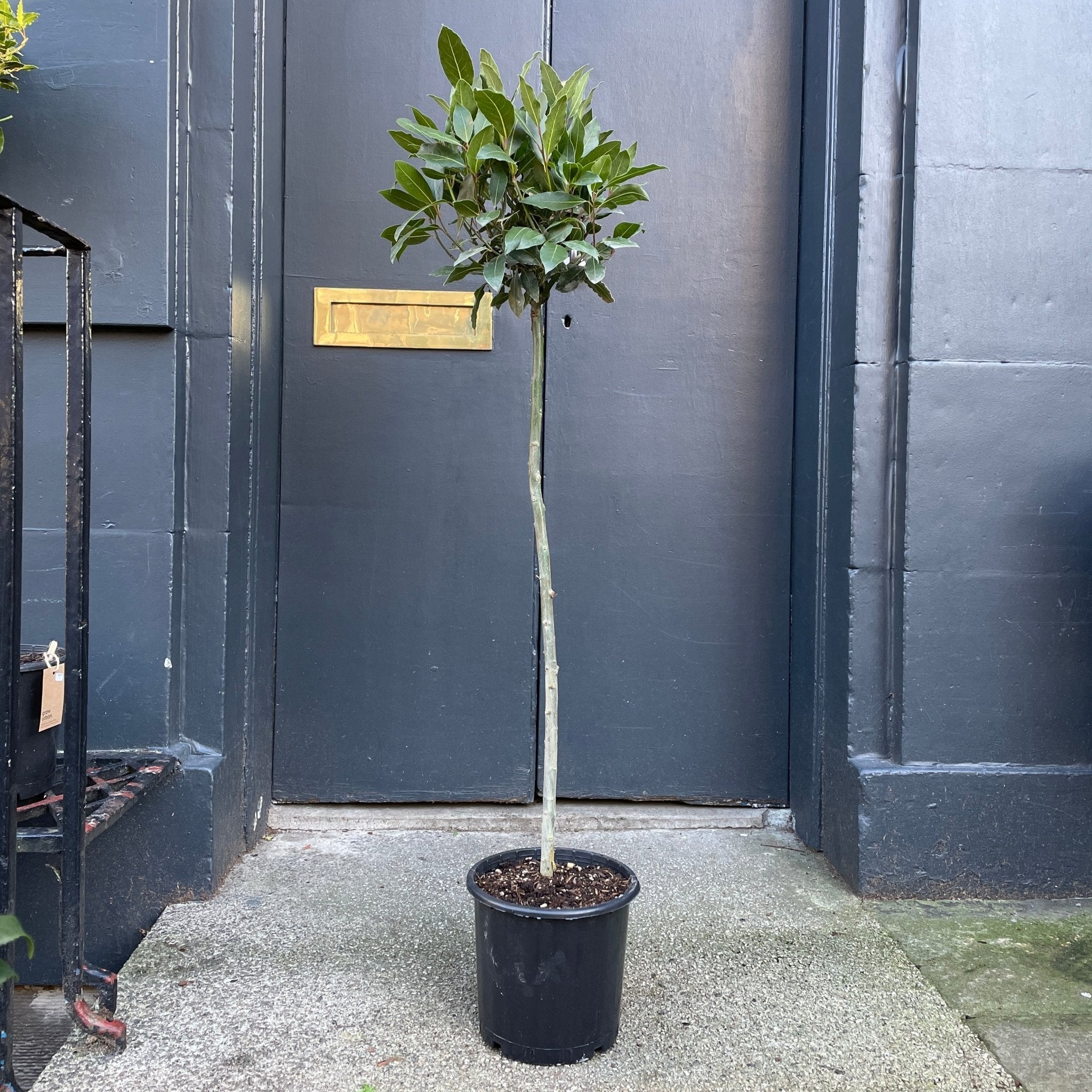 Laurus nobilis 120cm [Bay Tree] grow urban. Edinburgh