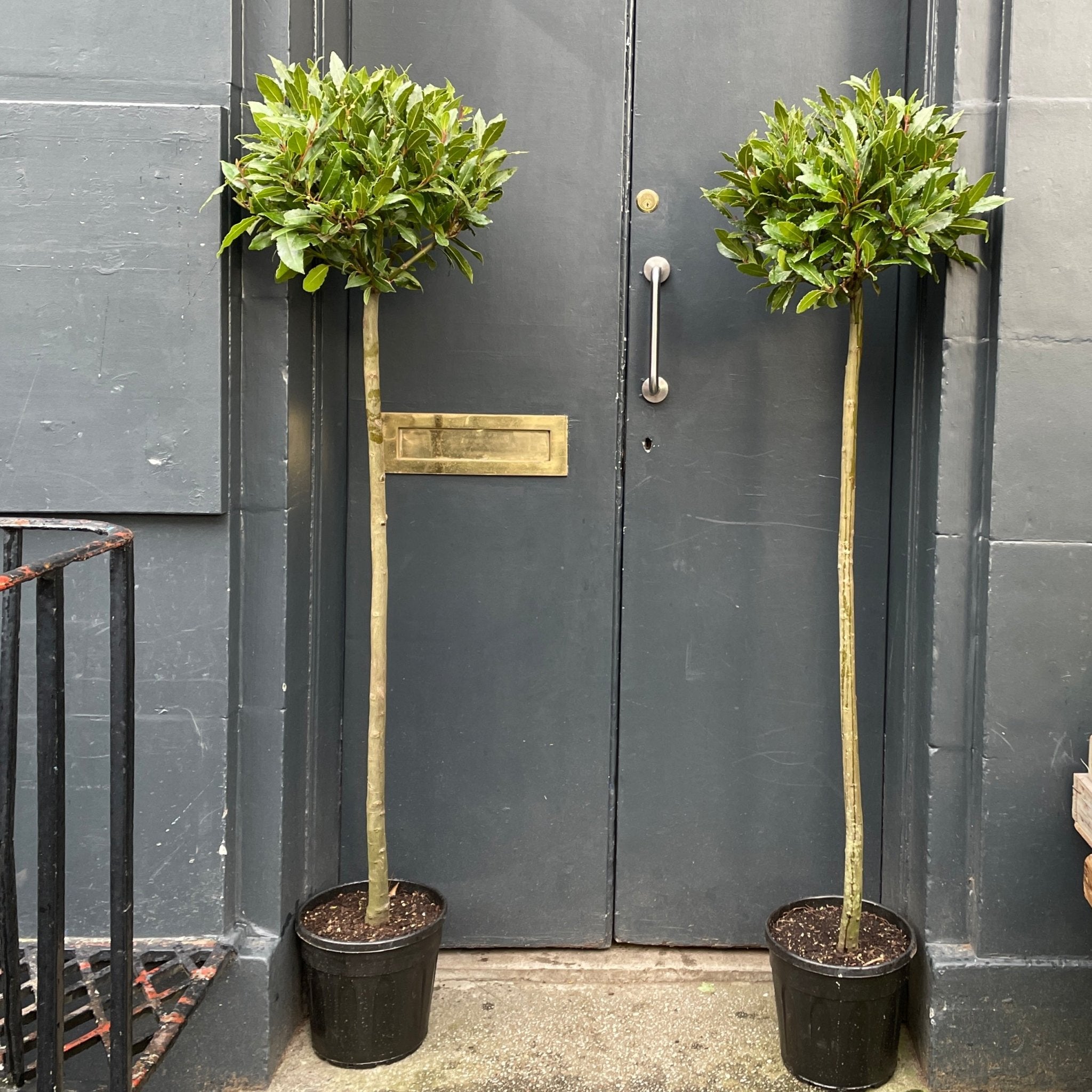Laurus nobilis (160cm) - grow urban. UK