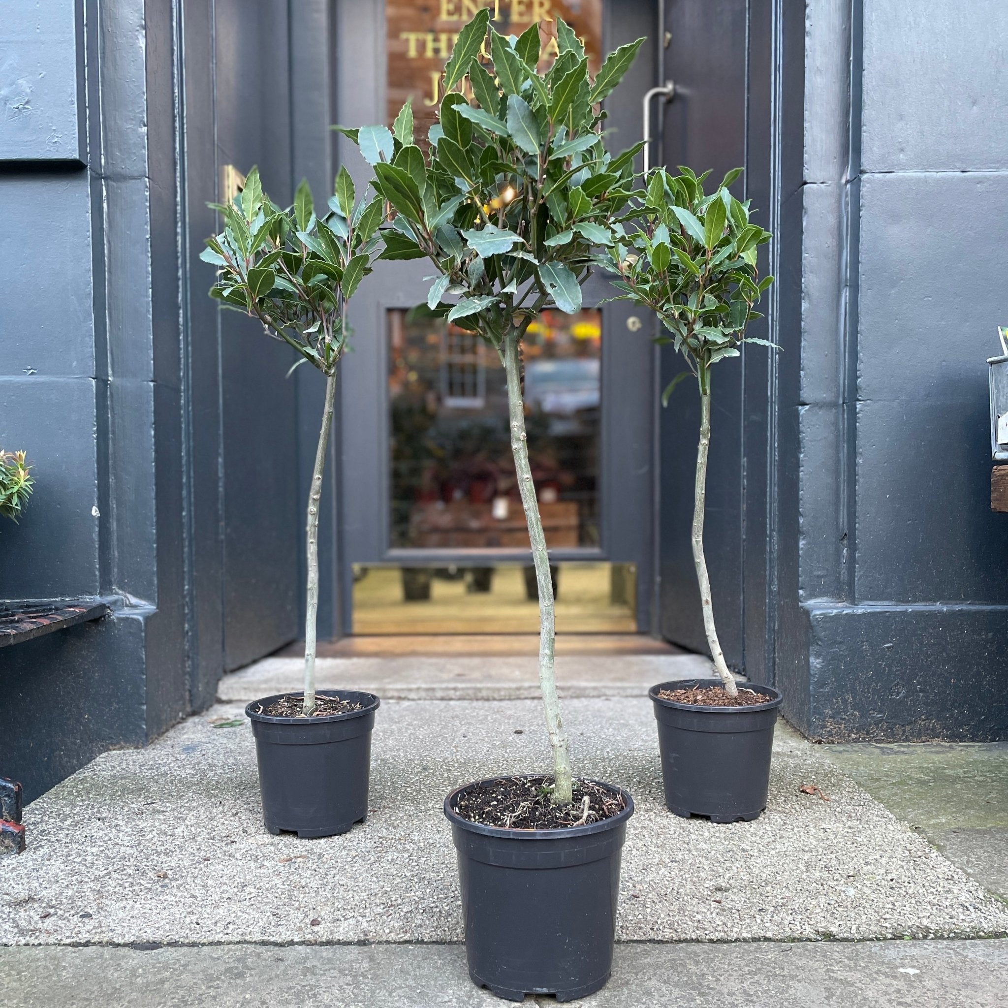 Laurus nobilis 80cm [Bay Tree] - grow urban. UK