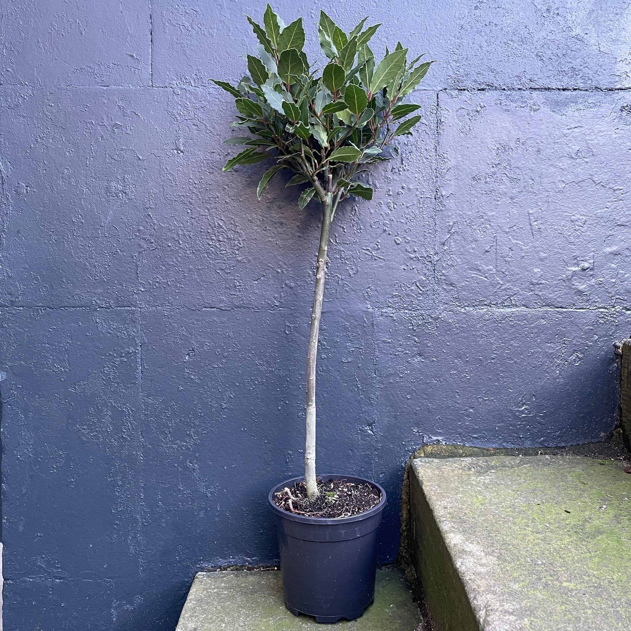 Laurus nobilis 80cm [Bay Tree] - grow urban. UK