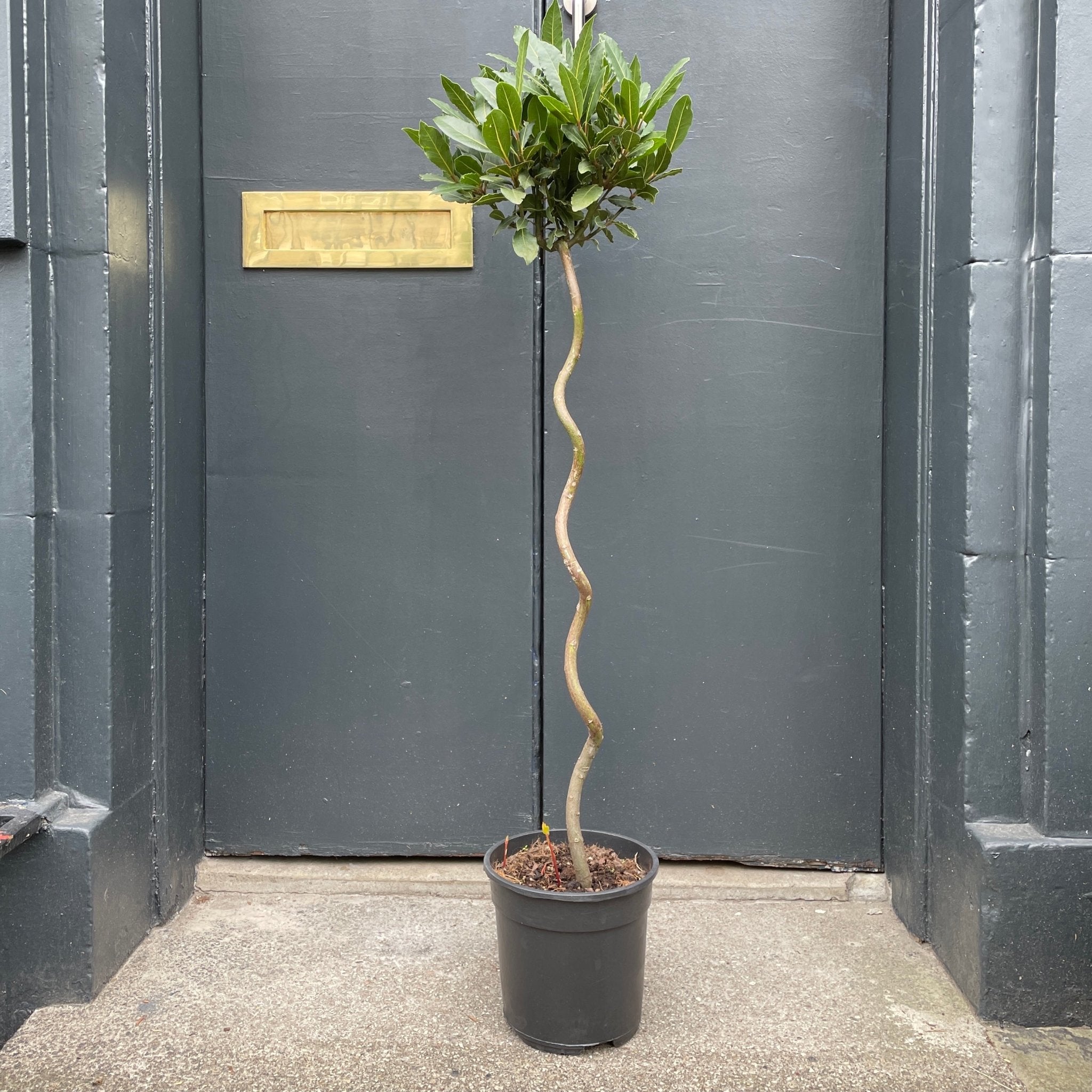 Laurus nobilis [Bay Tree] - grow urban. UK