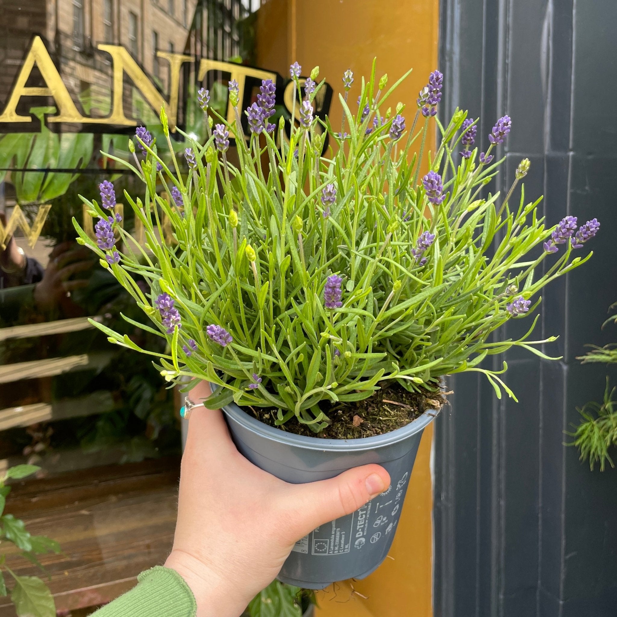 Lavandula angustifolia (14cm pot) - grow urban. UK