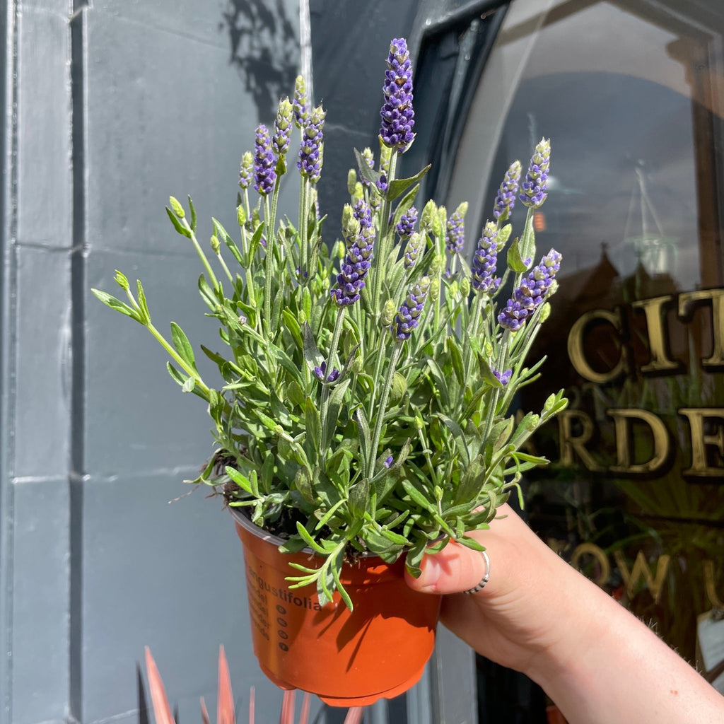 planting blue spear lavender Lavandula angustifolia 'Blue Spear' | Lavender