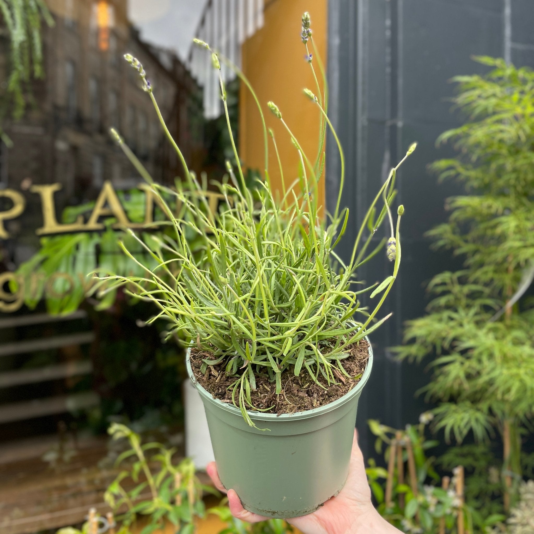 Lavandula angustifolia 'Hidcote' - grow urban. UK