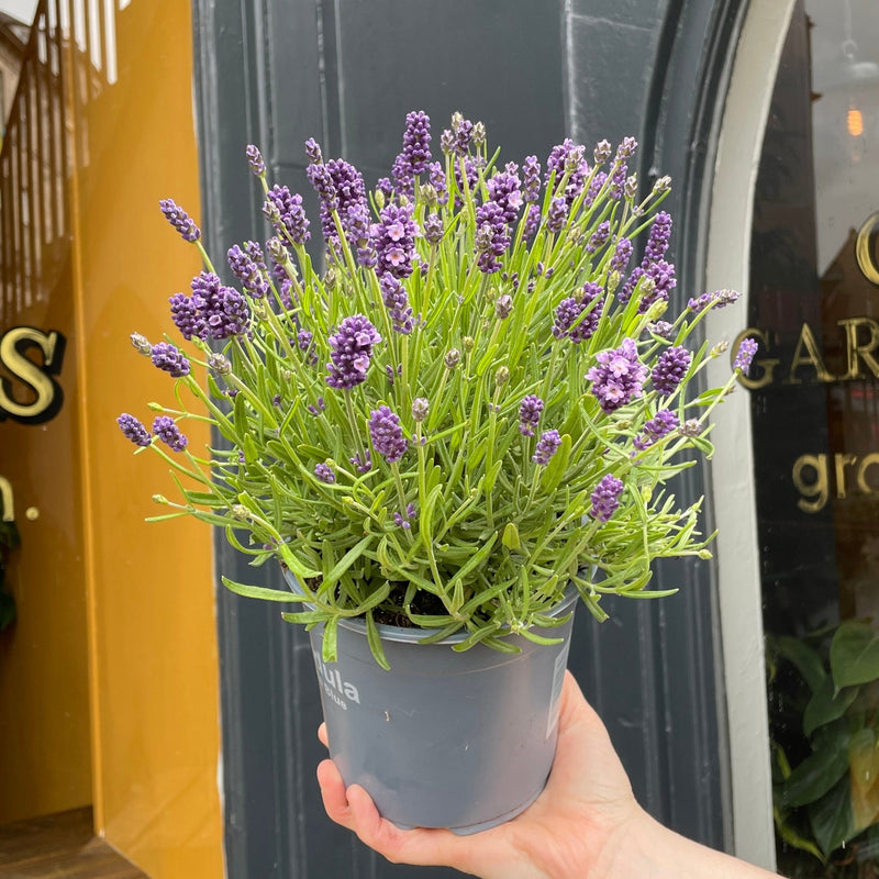 Lavandula angustifolia [Lavender] - grow urban. UK