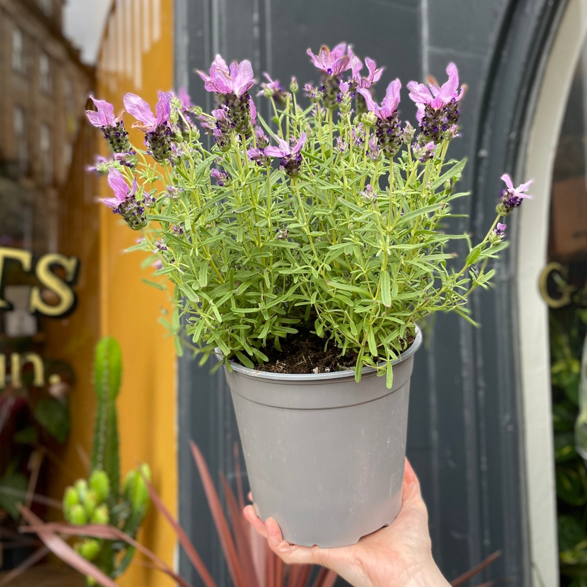 Lavandula stoechas (17cm pot) - grow urban. UK