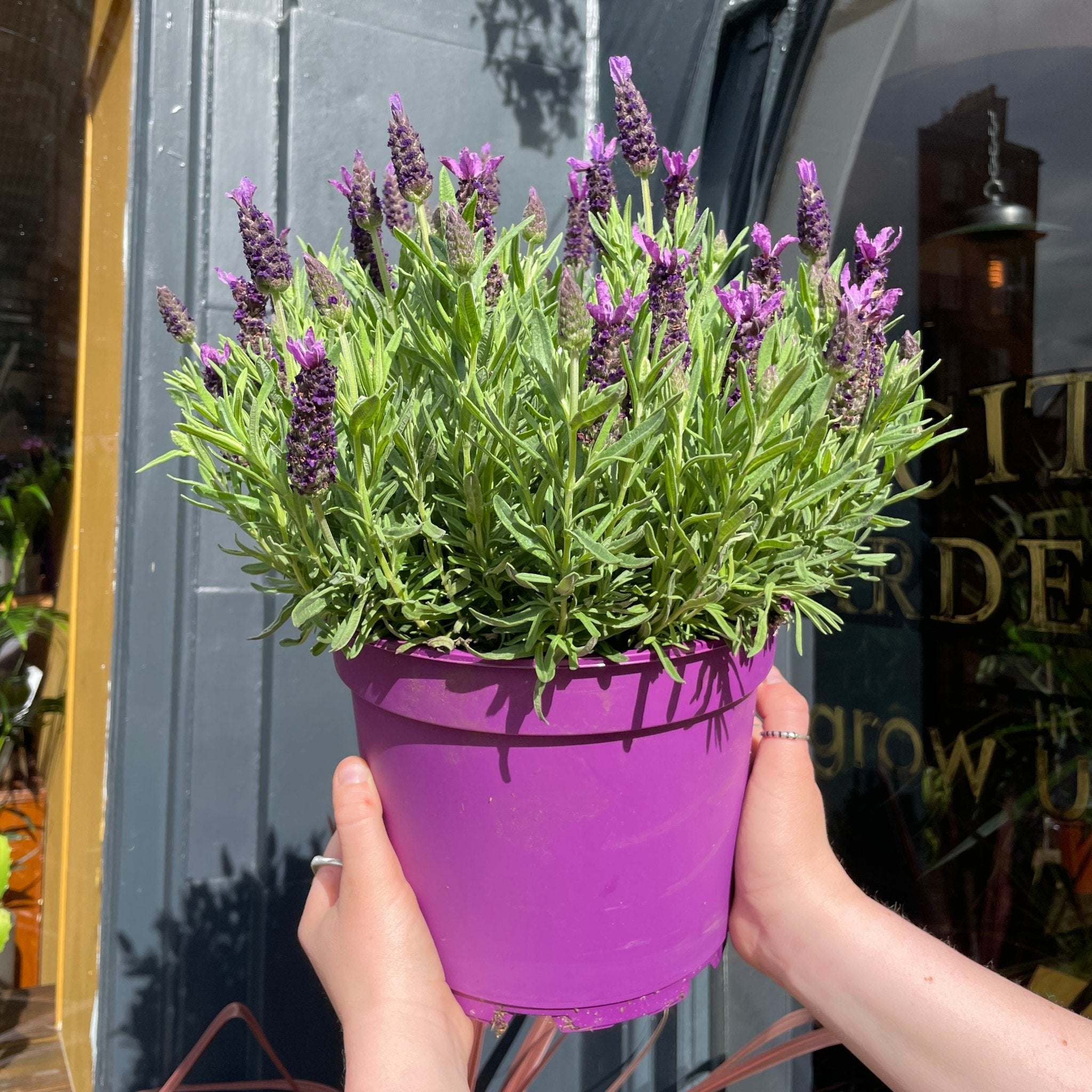 Lavandula stoechas 'Purple Flag' [Lavender] | grow urban. Edinburgh