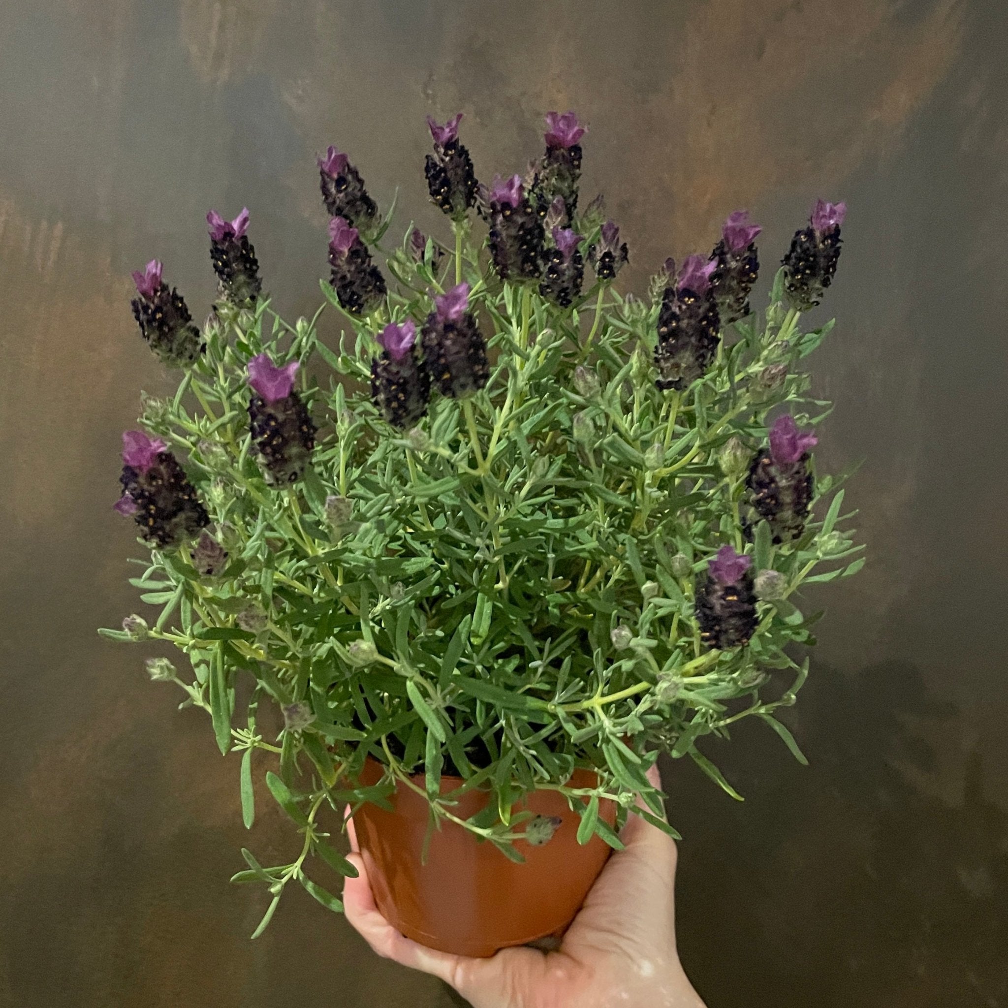 Lavandula stoechas ‘Purple’ [Lavender] - grow urban. UK