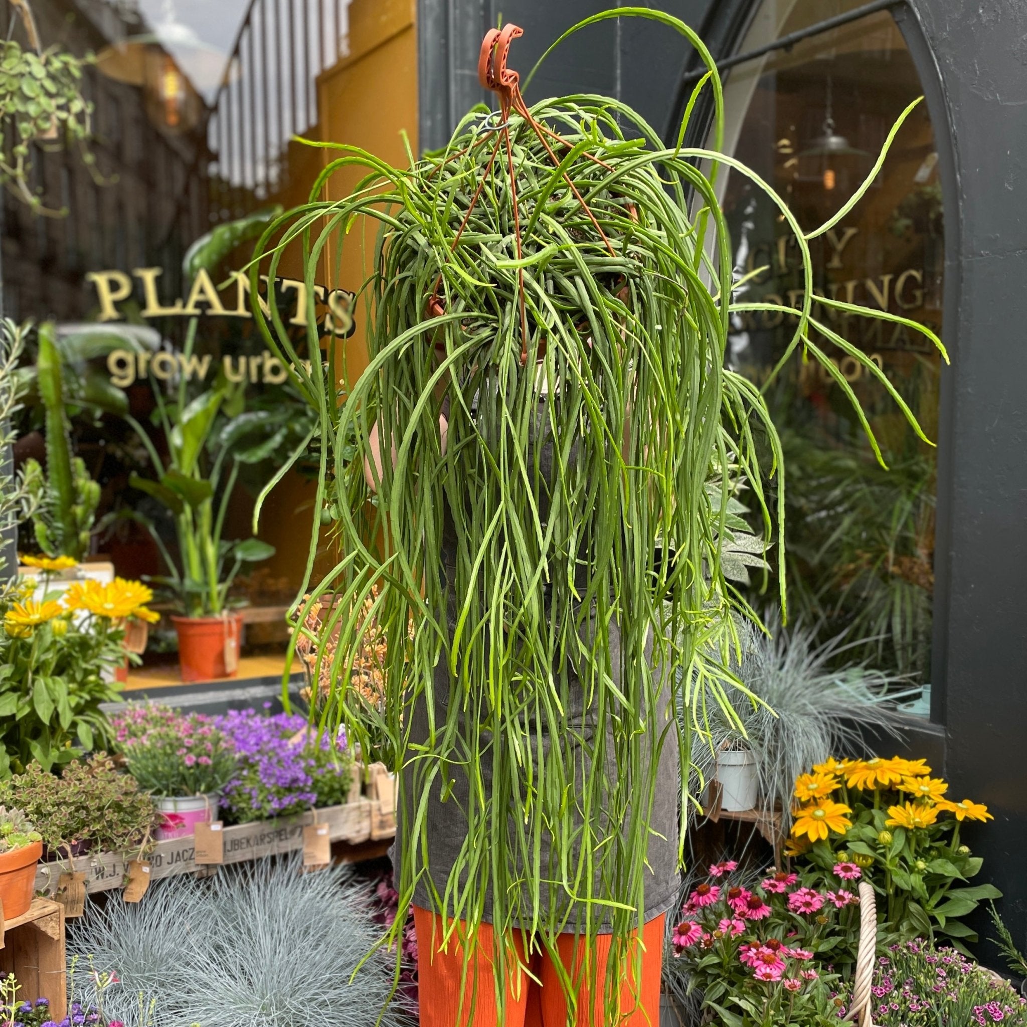 Lepismium bolivianum (30cm pot) - grow urban. UK