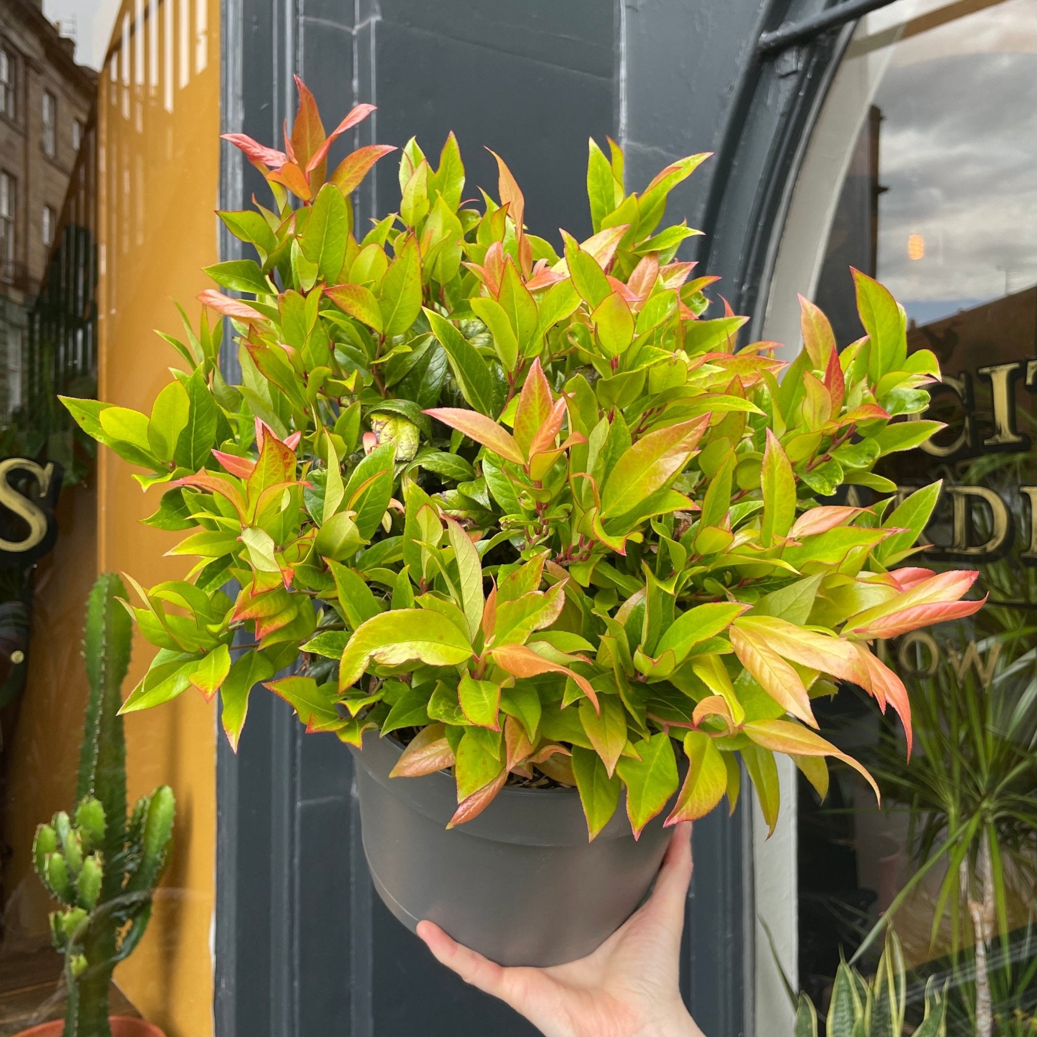 Leucothoe 'Zeblid' (23cm pot) - grow urban. UK