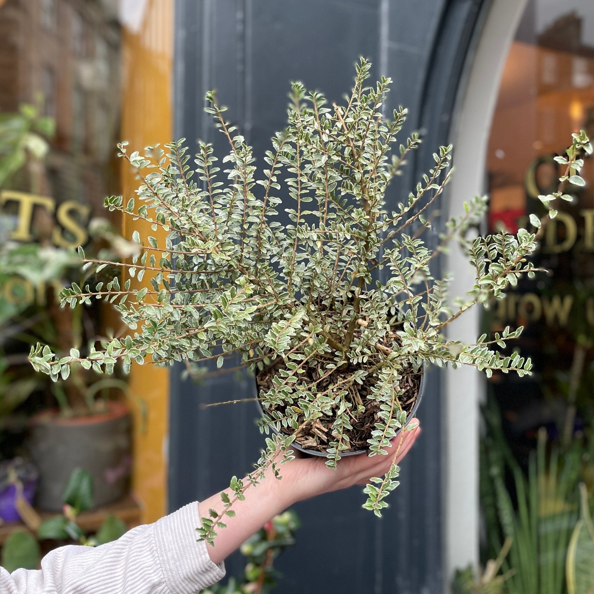 Lonicera nitida 'Silver Beauty' - grow urban. UK