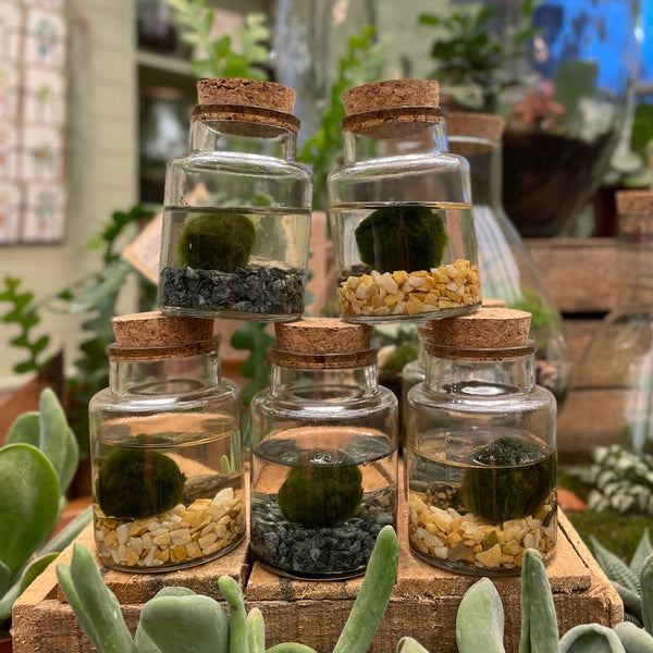 Marimo in Glass Jar - grow urban. UK