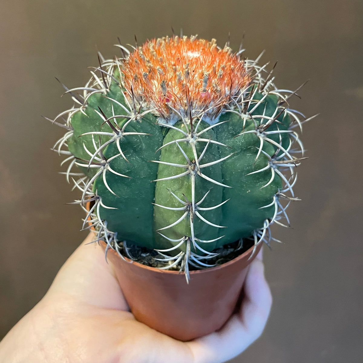 Melocactus matanzanus | Melon Cactus