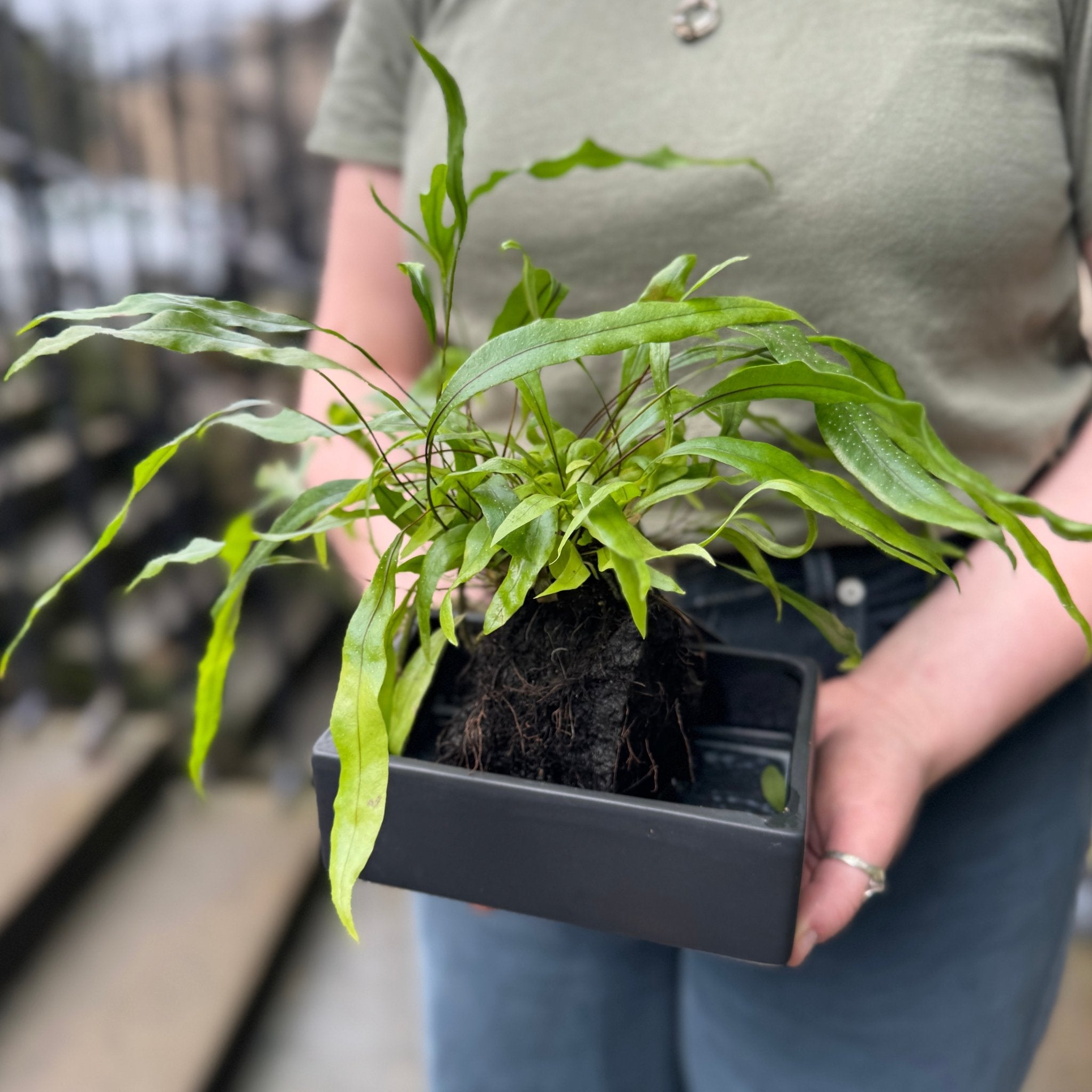 Microsorum diversifolium on Lava - grow urban. UK