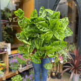 Monstera adansonii (27cm pot) - grow urban. UK