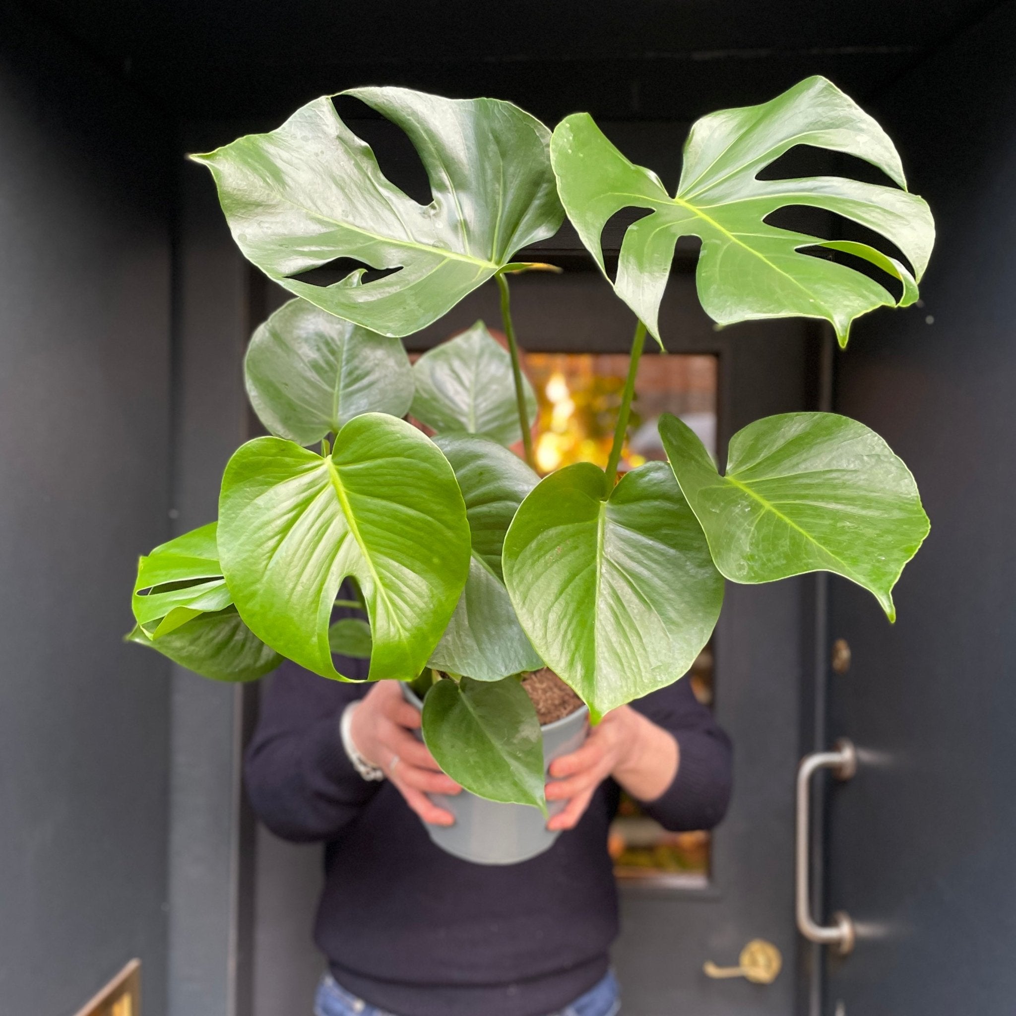 Monstera deliciosa (21cm pot) - grow urban. UK