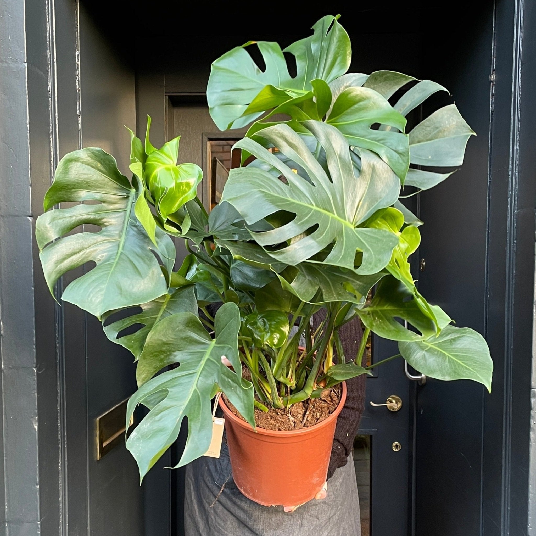 Monstera deliciosa (30cm pot) - grow urban. UK