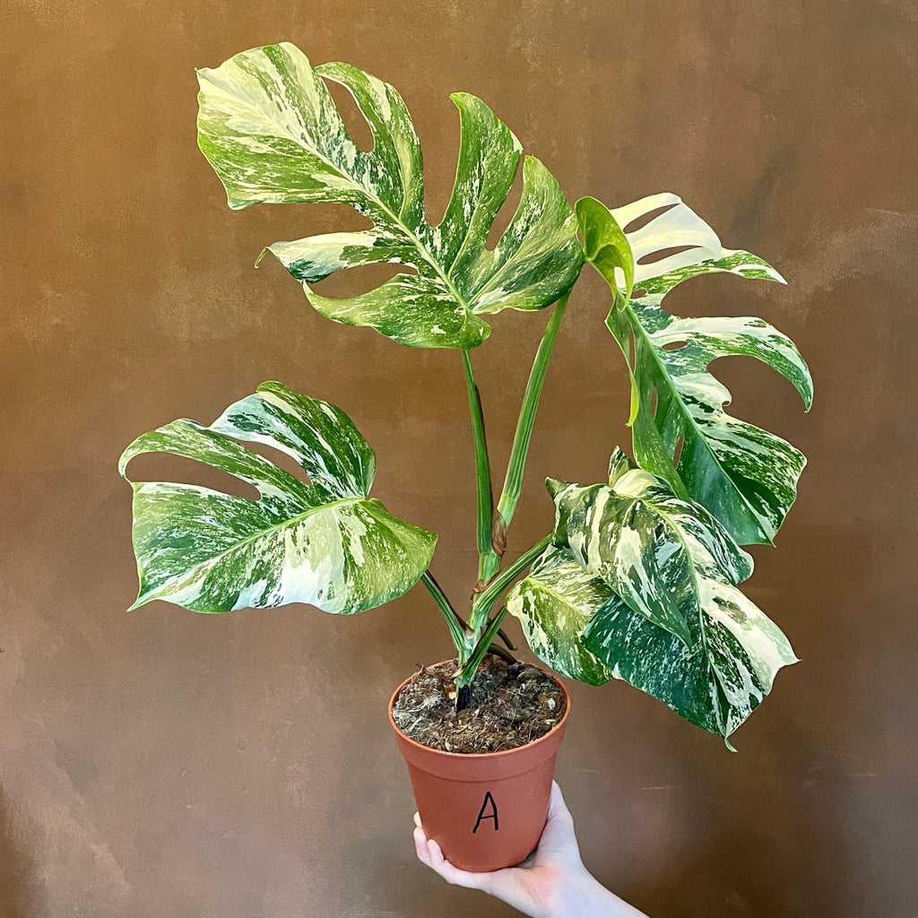 monstera deliciosa albo variegata uk Monstera deliciosa 'Albo Variegata' (15cm pot)