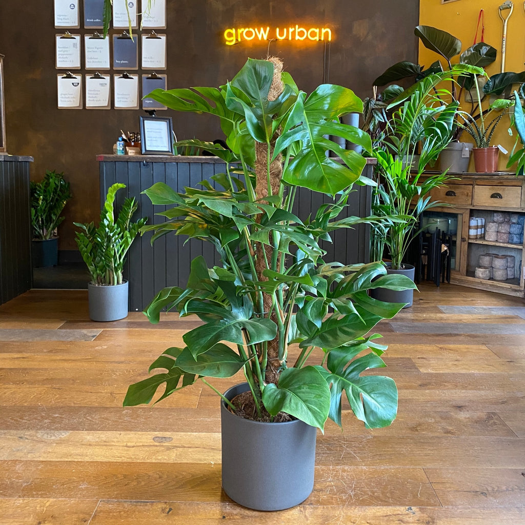 Monstera deliciosa on Moss Pole – Large Swiss Cheese Plant – grow urban