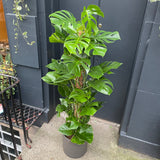 Monstera deliciosa (Moss Pole XL) - grow urban. UK