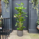 Monstera deliciosa (Moss Pole XL) - grow urban. UK