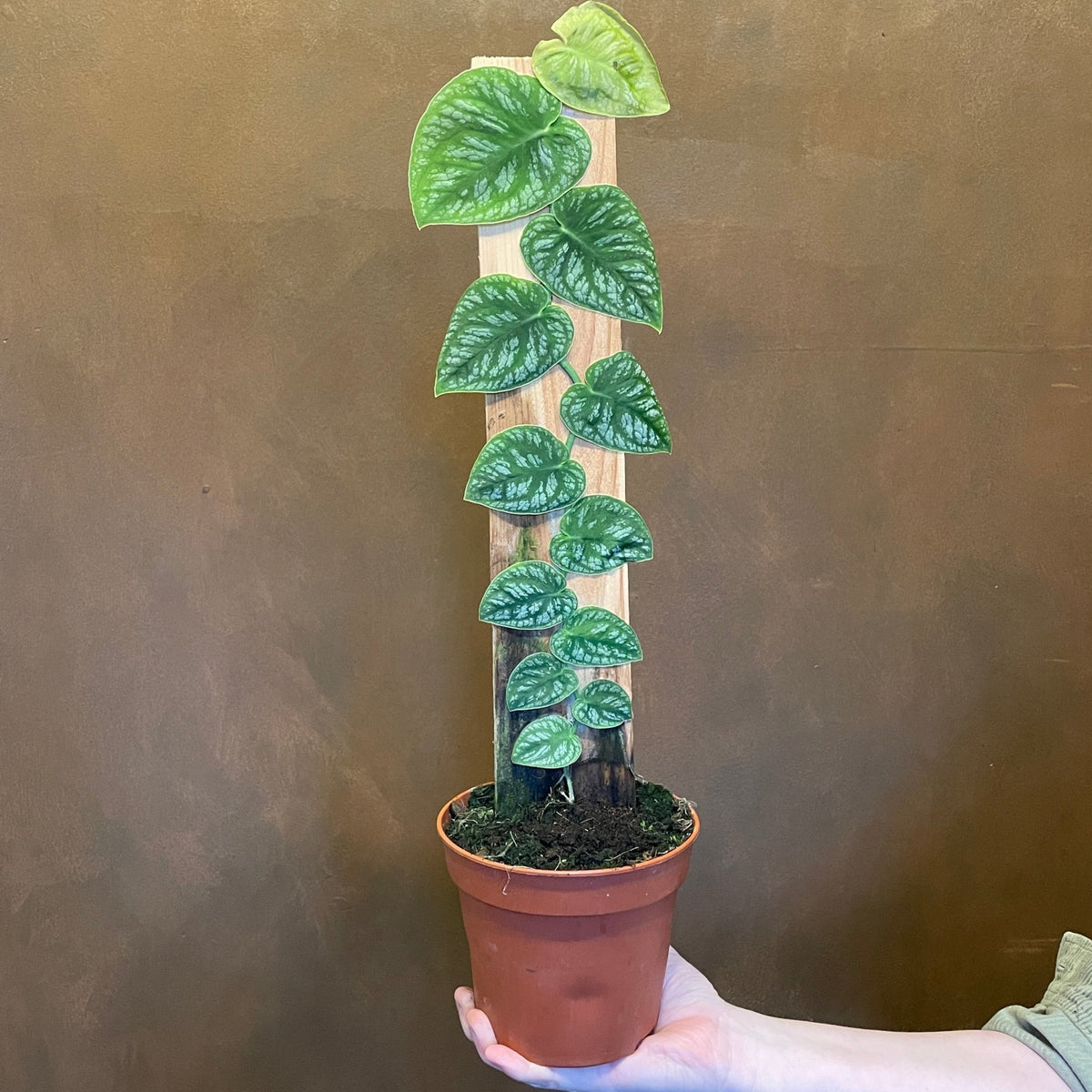 Monstera dubia | grow urban. Edinburgh