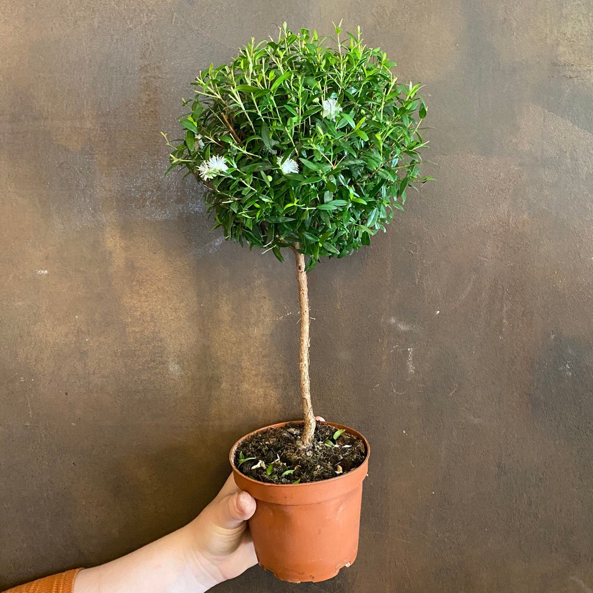 myrtus communis indoor plant care Myrtus communis