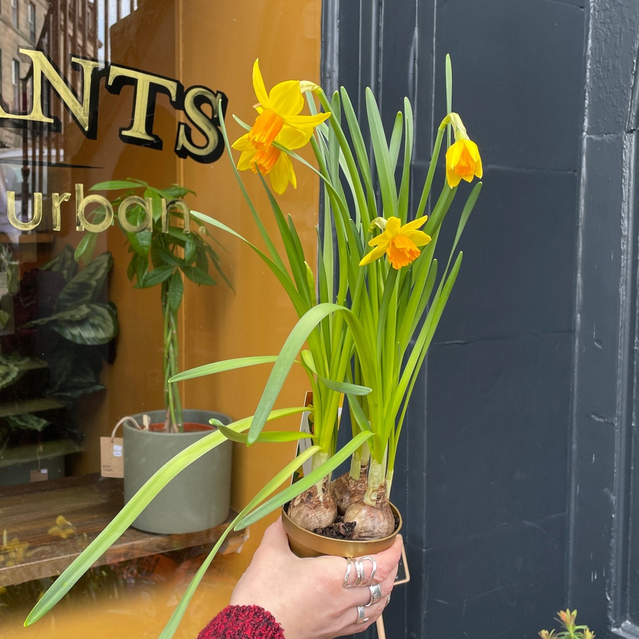 Narcissus 'Jetfire' - grow urban. UK