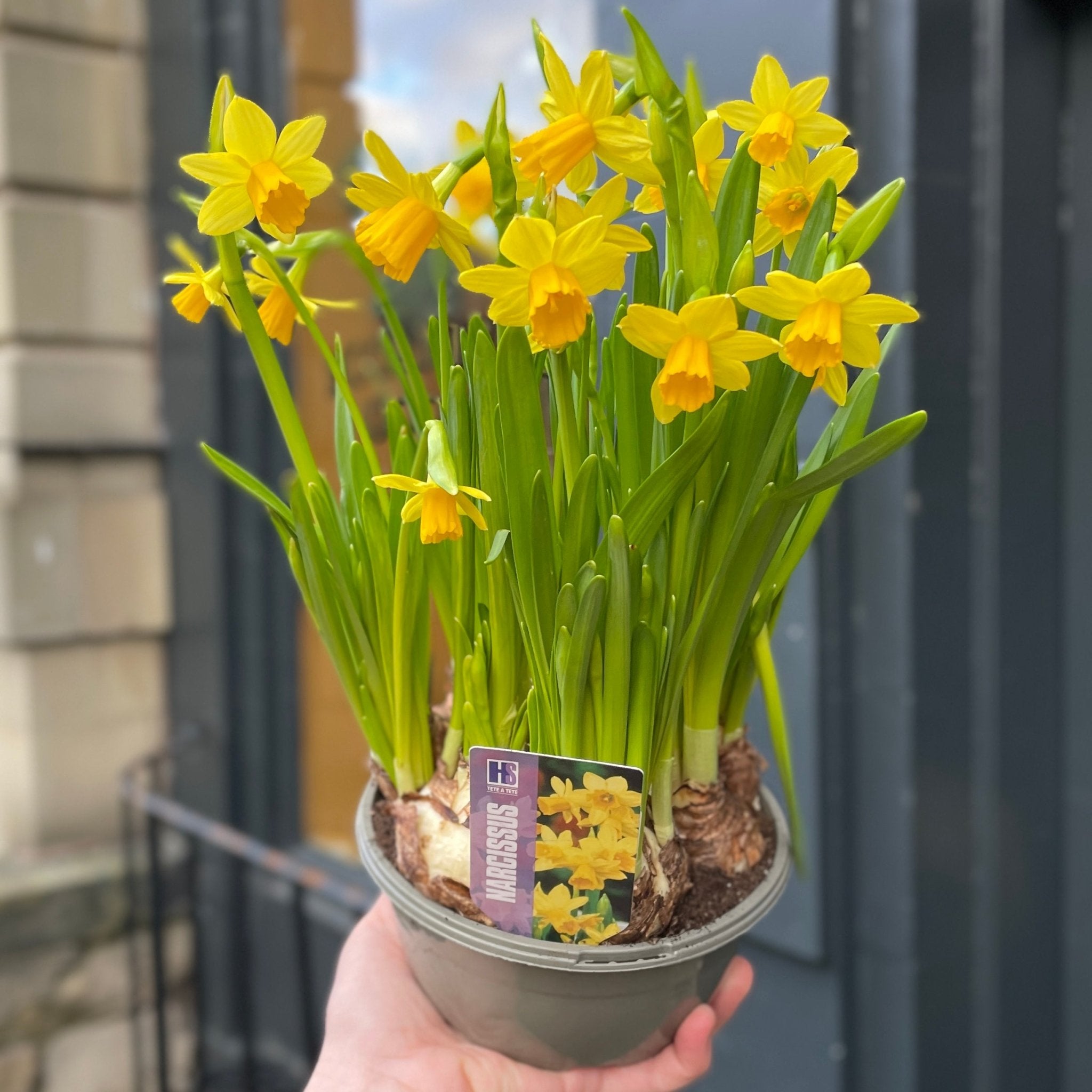 Narcissus 'Tête-à-tête' (16cm pot) - grow urban. UK