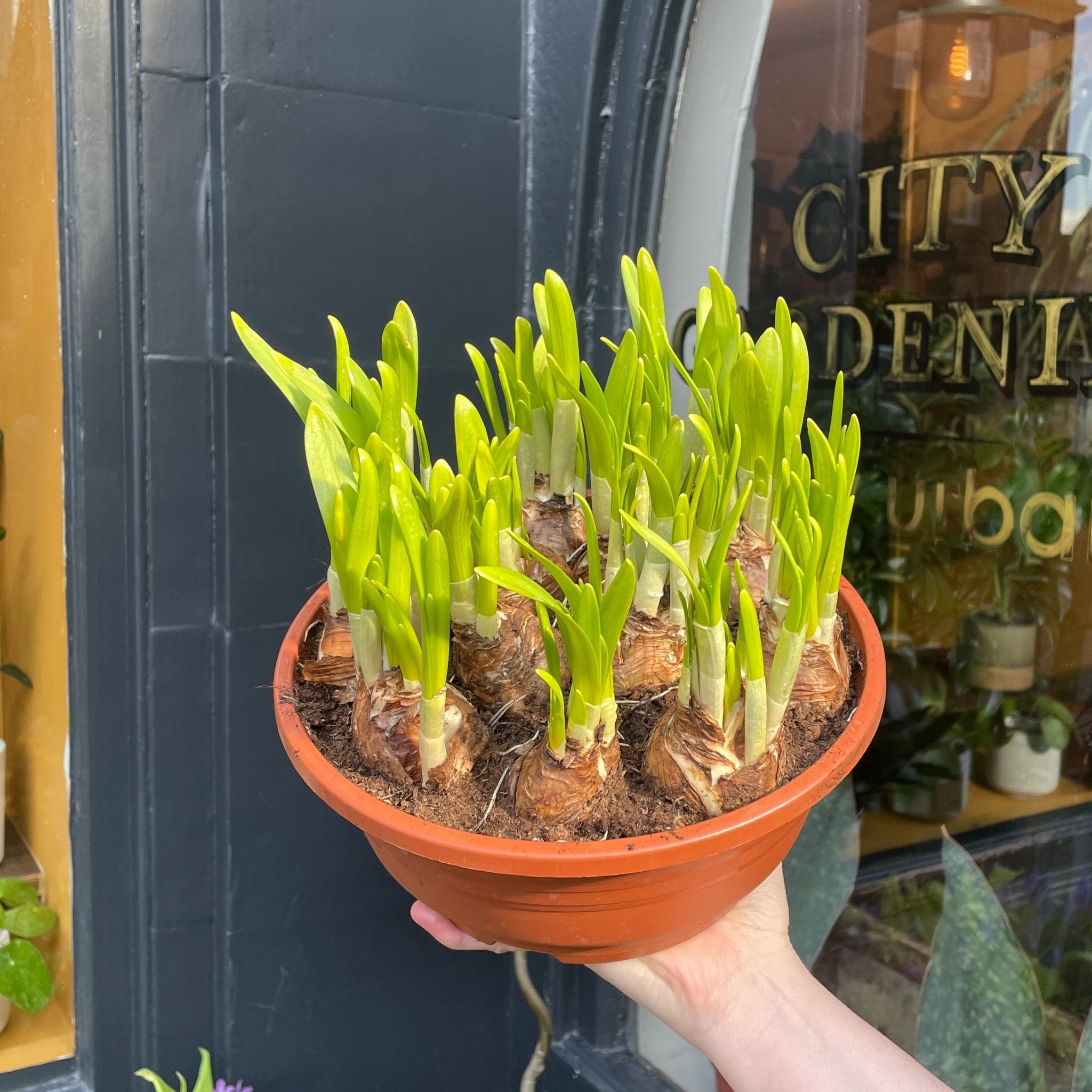 Narcissus 'Tête-à-tête' (23cm pot) - grow urban. UK