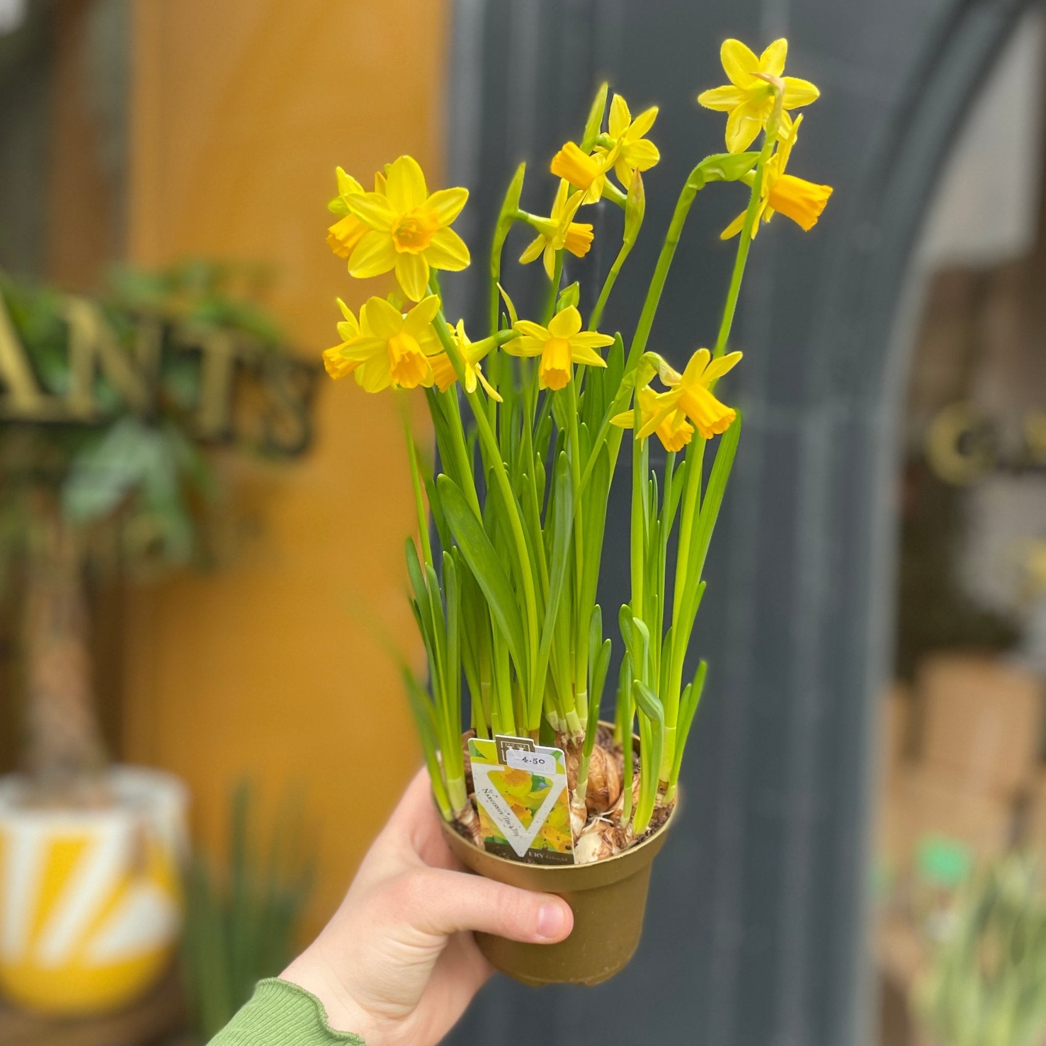 Narcissus 'Tête-à-tête' - grow urban. UK