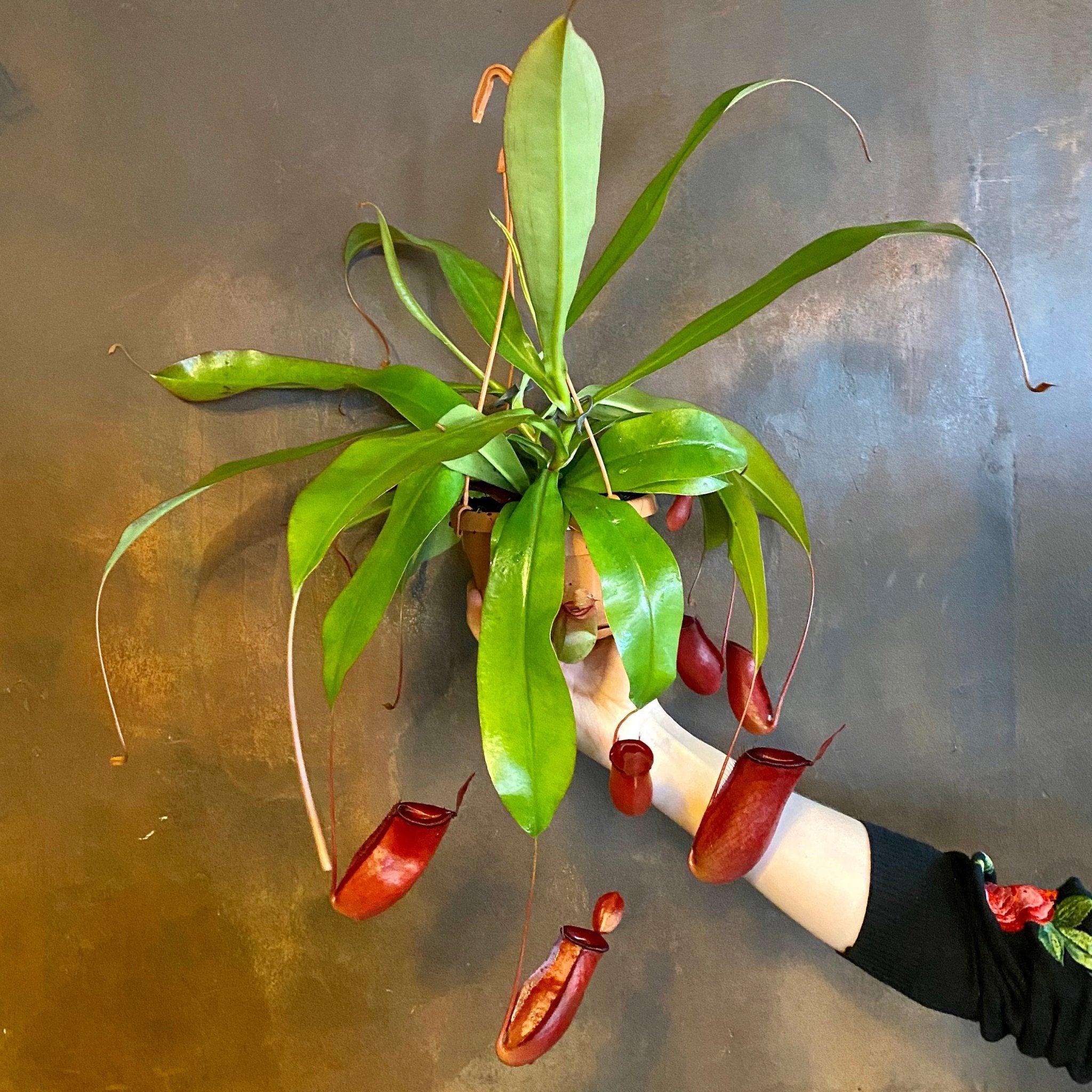 Nepenthes 'Bloody Mary' - grow urban. UK