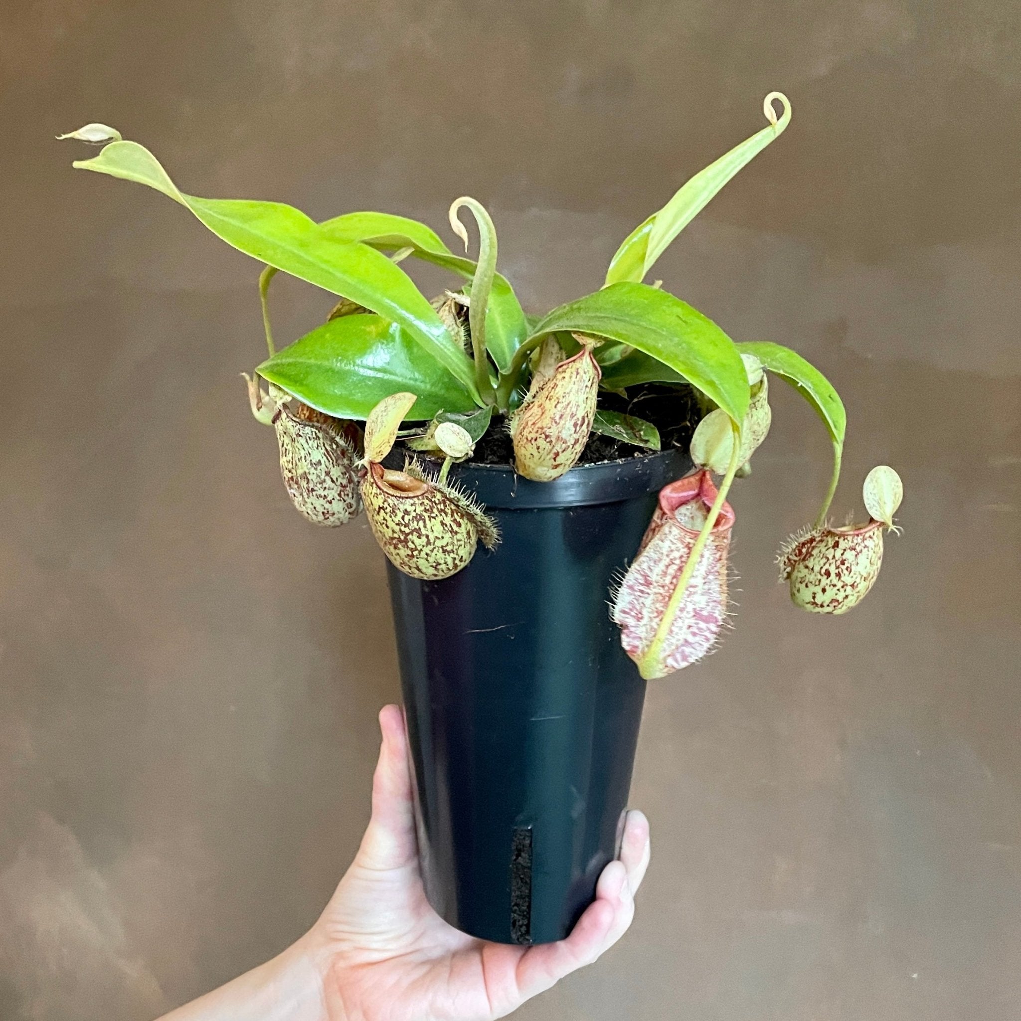 Nepenthes × hookeriana - grow urban. UK