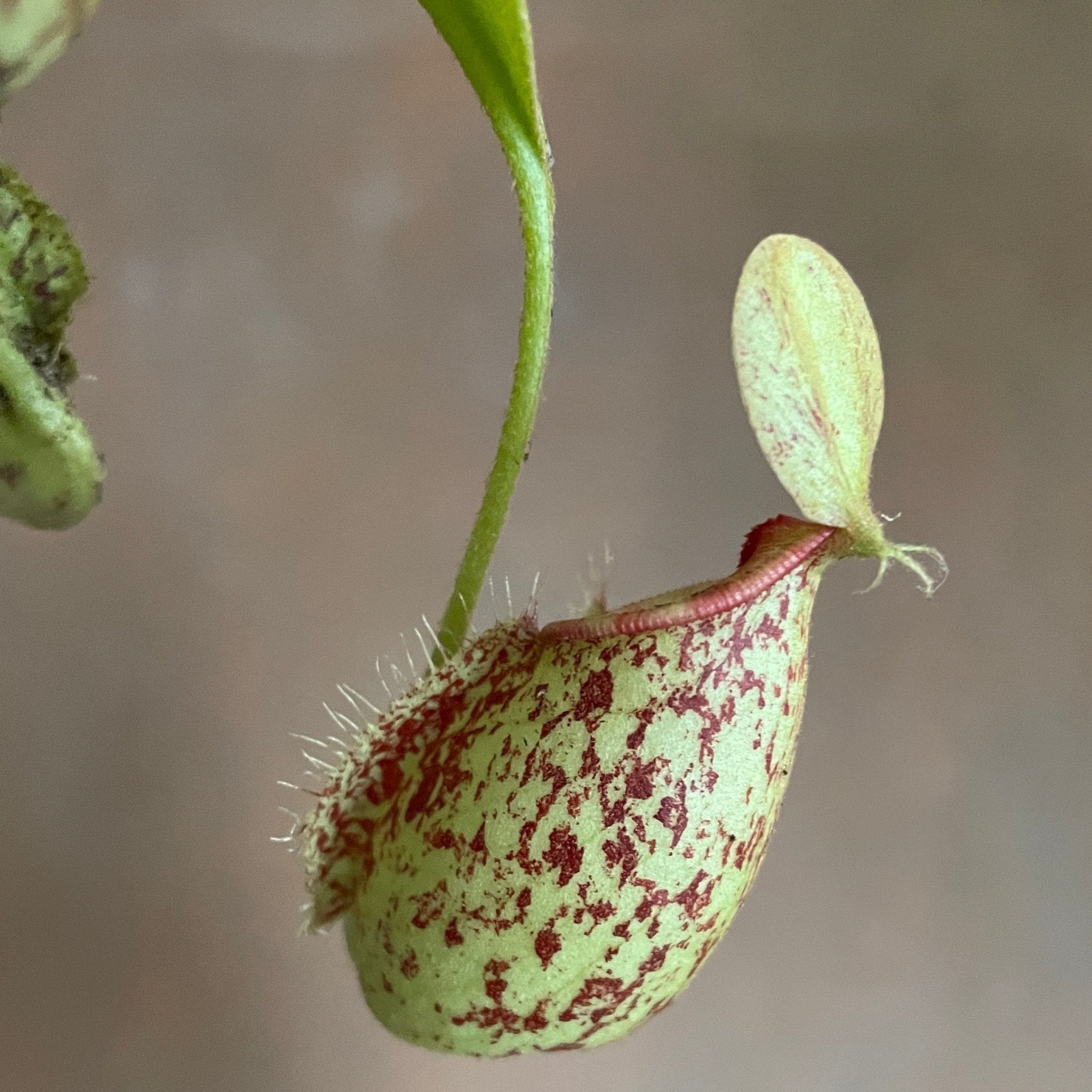 Nepenthes × hookeriana - grow urban. UK