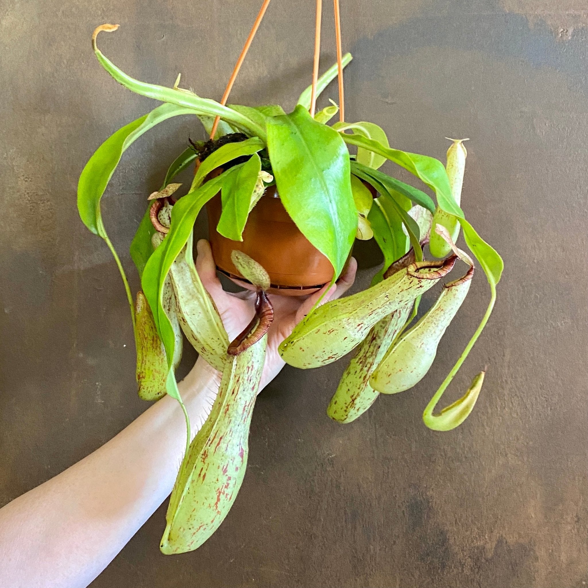 Nepenthes 'Mojito' [Pitcher Plant] - grow urban. UK