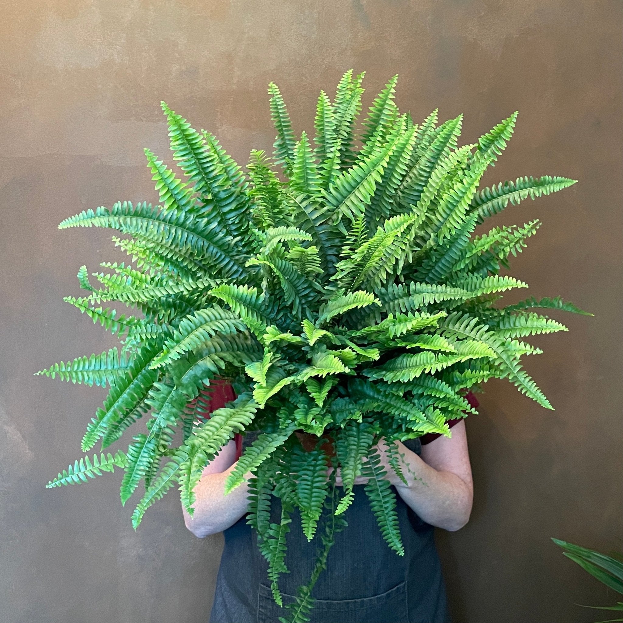 Nephrolepis ‘Green Lady’ (19cm pot) - grow urban. UK