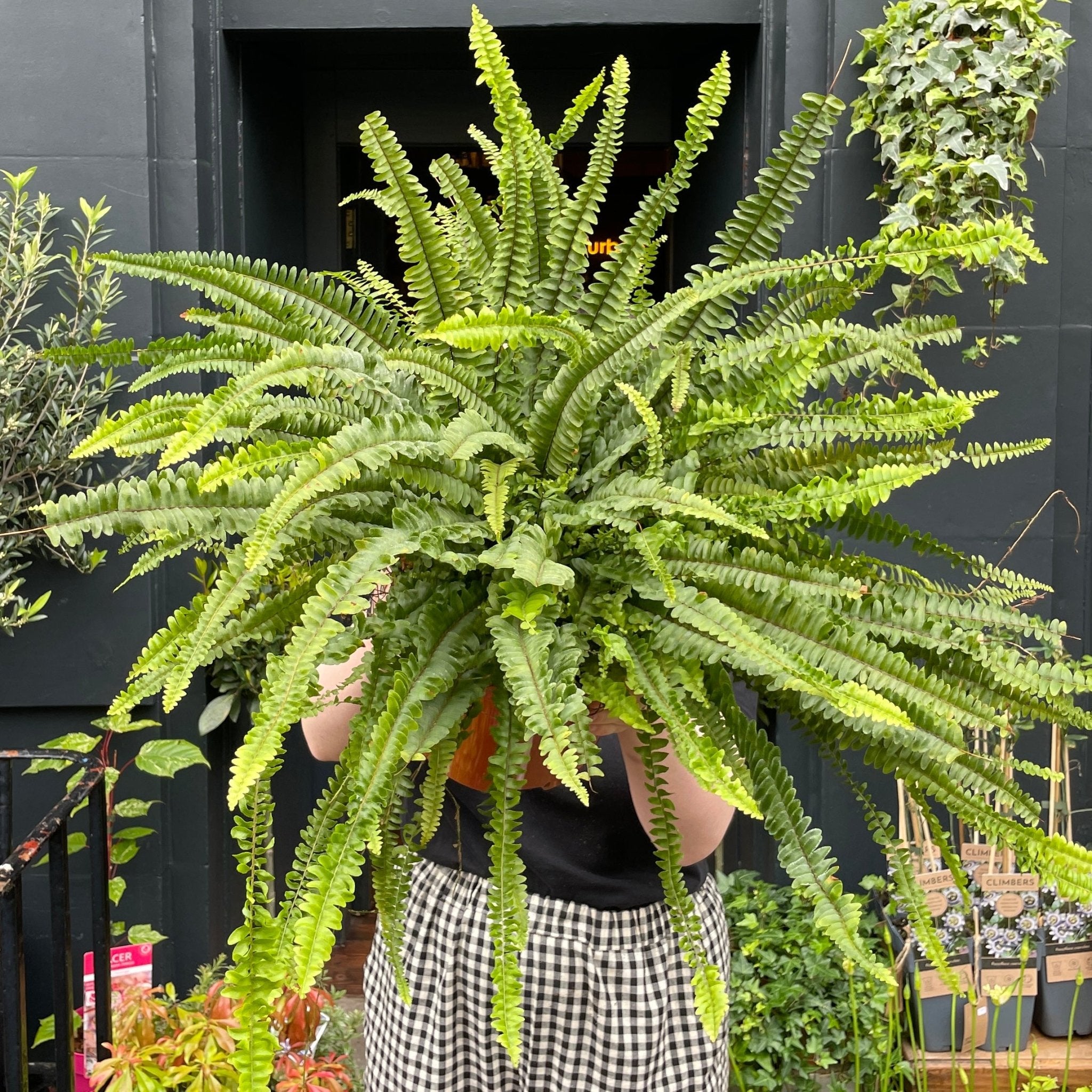 Nephrolepis ‘Green Lady’ XL - grow urban. UK
