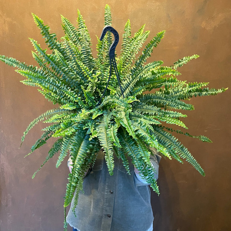 Nephrolepis 'Montana'’ (17cm hangpot) | grow urban. Edinburgh