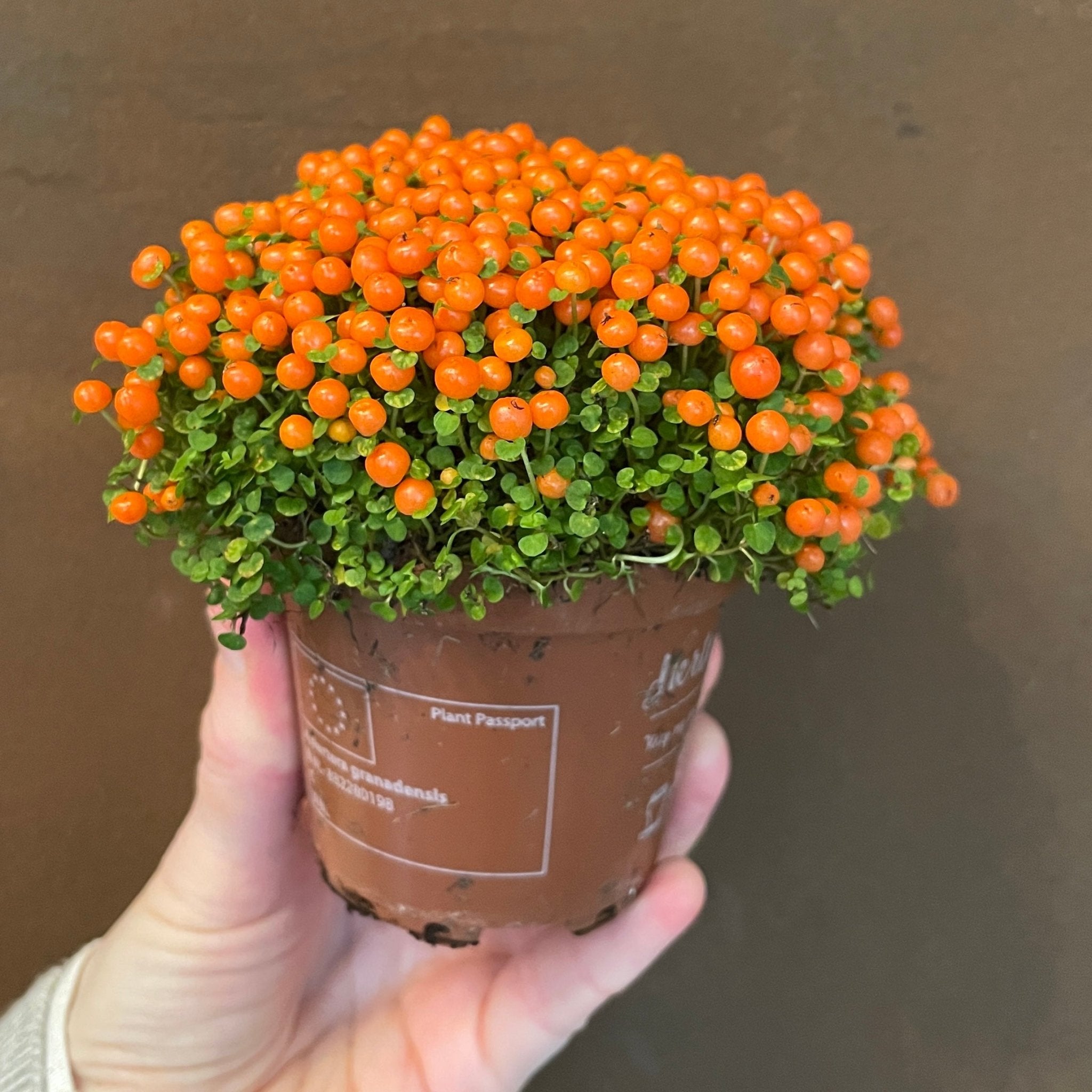 Nertera granadensis 'Astrid' grow urban. Edinburgh