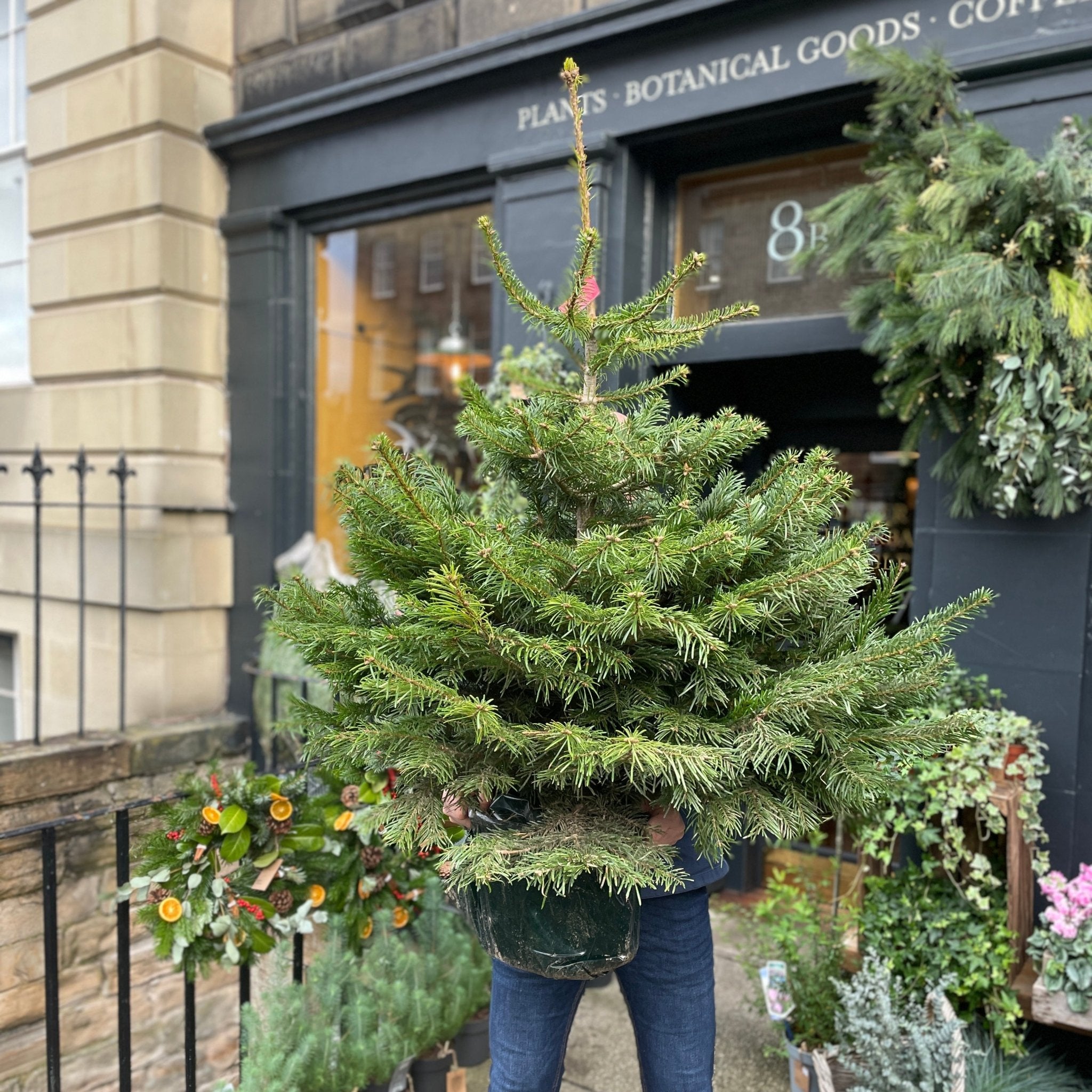 Nordmann Fir | Scottish Pot Grown Christmas Tree - grow urban. UK