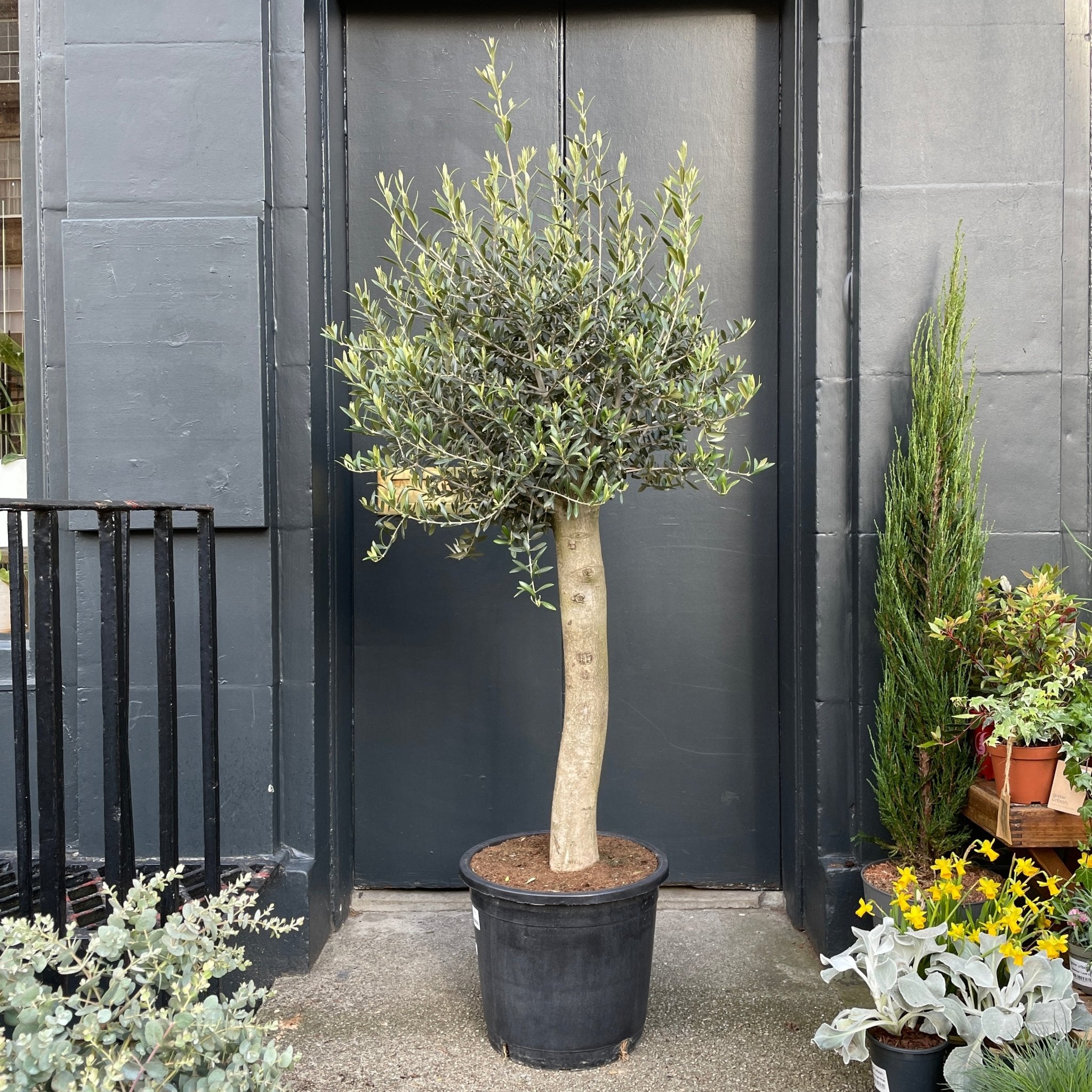 Olea europaea [Olive Tree] - grow urban. UK