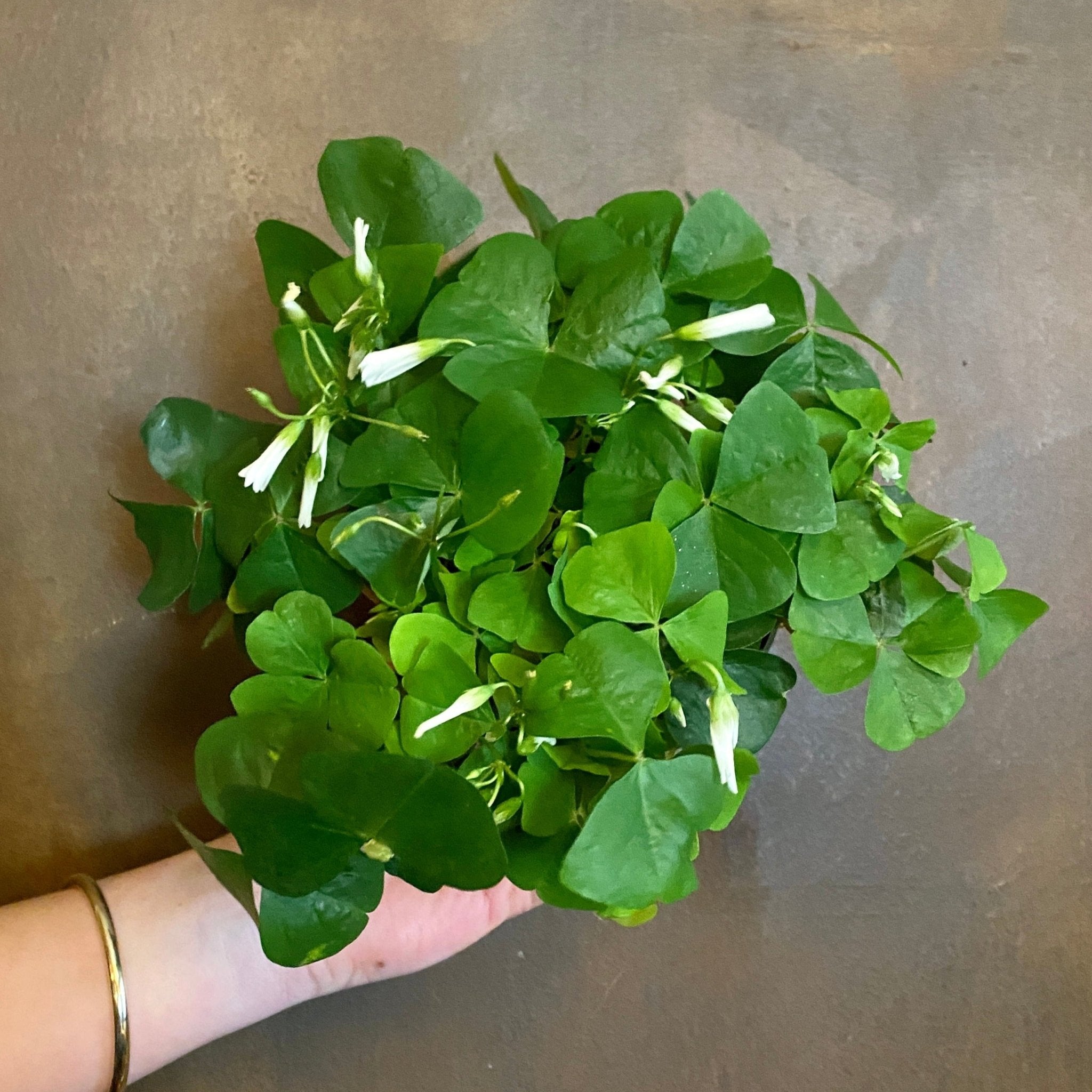 Oxalis triangularis [green] - grow urban. UK