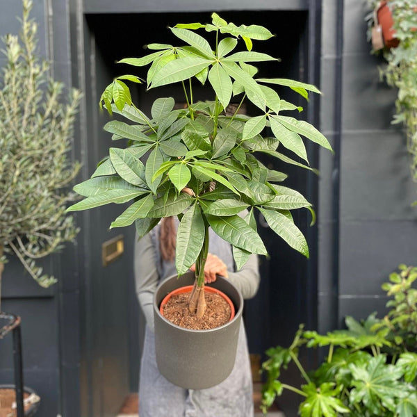 Pachira aquatica (19cm pot) - grow urban. UK