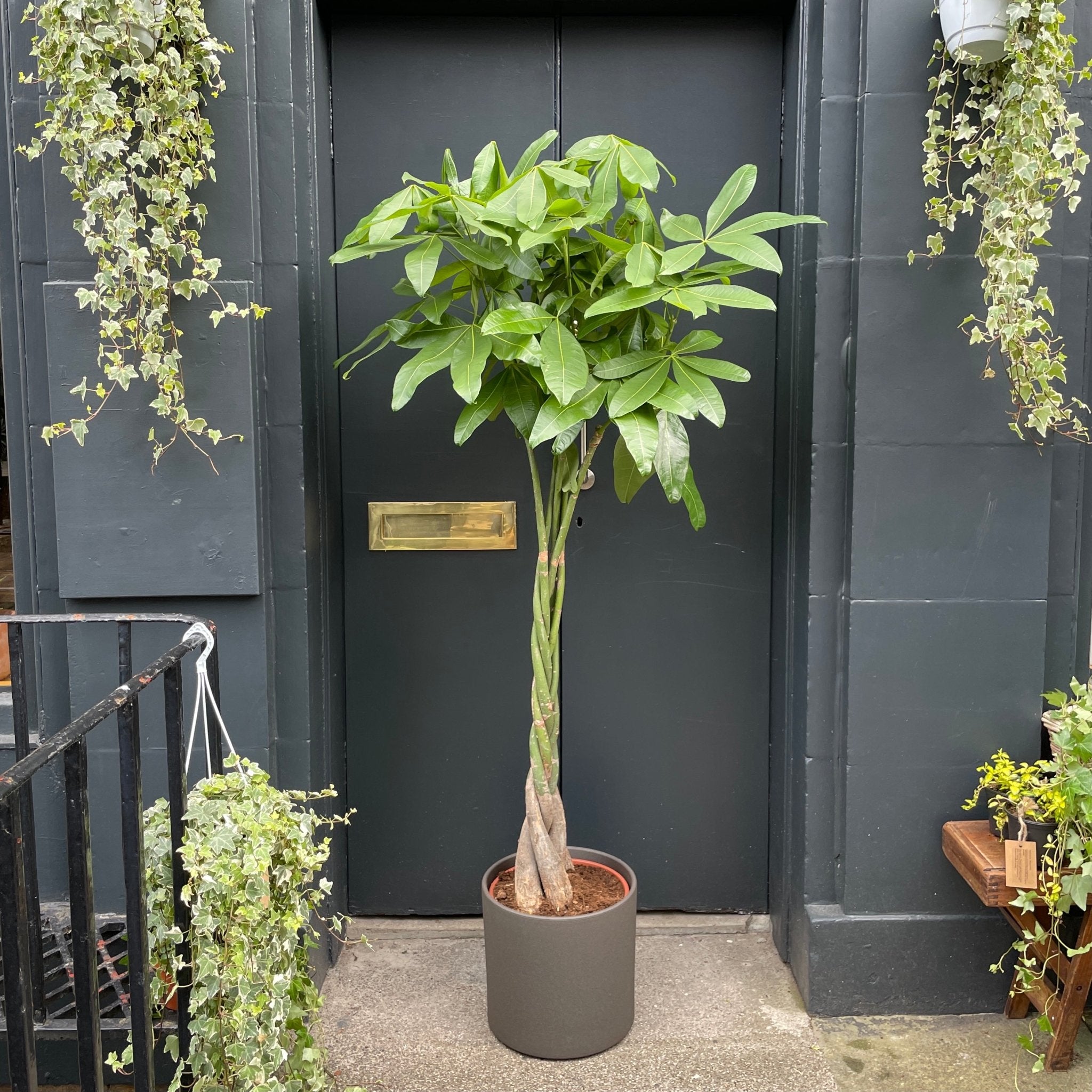 Pachira aquatica (30cm pot/170cm height) - grow urban. UK