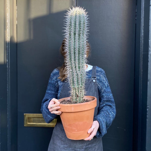Pachycereus pringlei