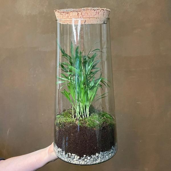 parlor palm in terrarium Palm Terrarium - Aged Cork