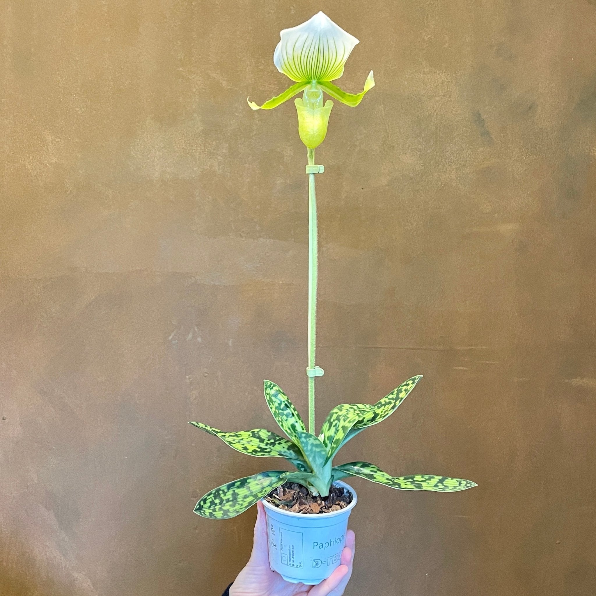 Paphiopedilum x maudiae 'Femma' - grow urban. UK