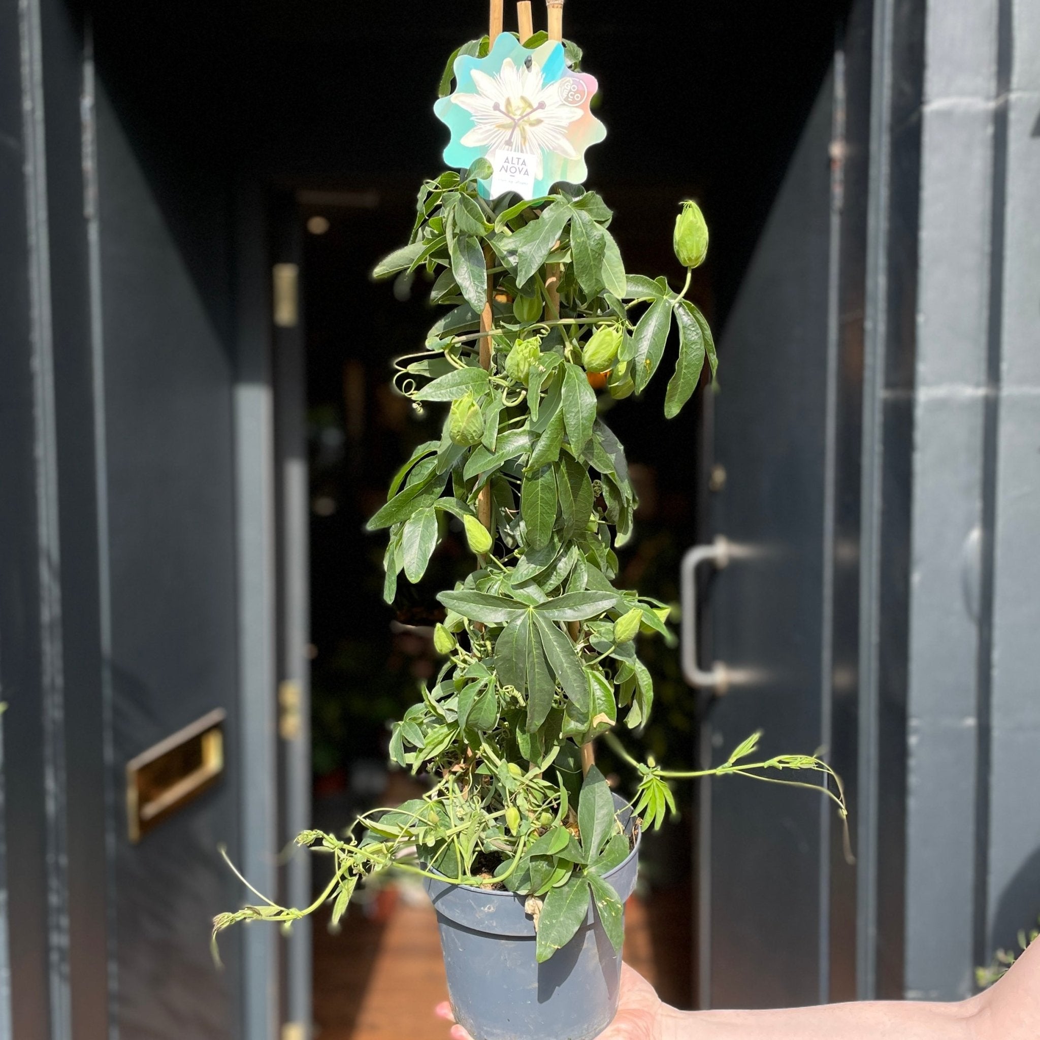 passionflower in pot